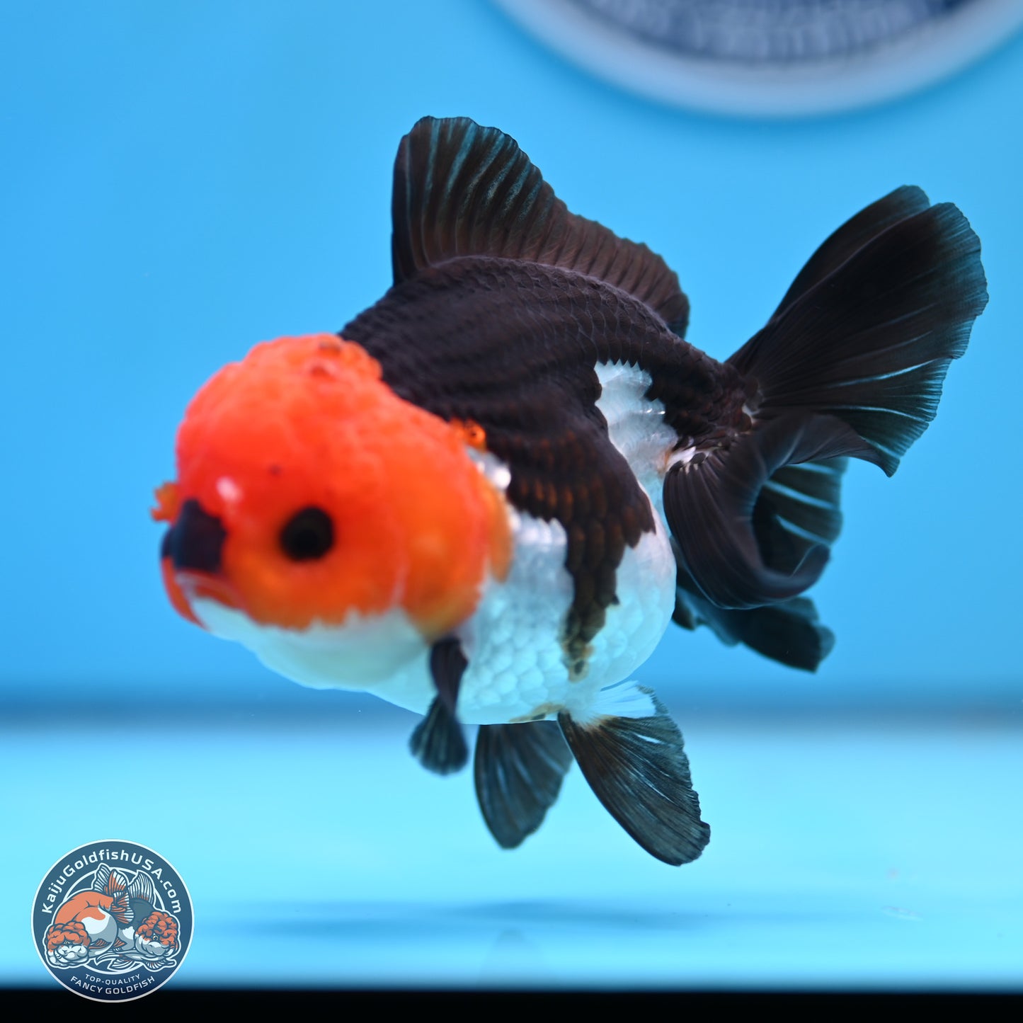 Tricolor Oranda 3.5in body (240809_OR05) - Kaiju Goldfish USA