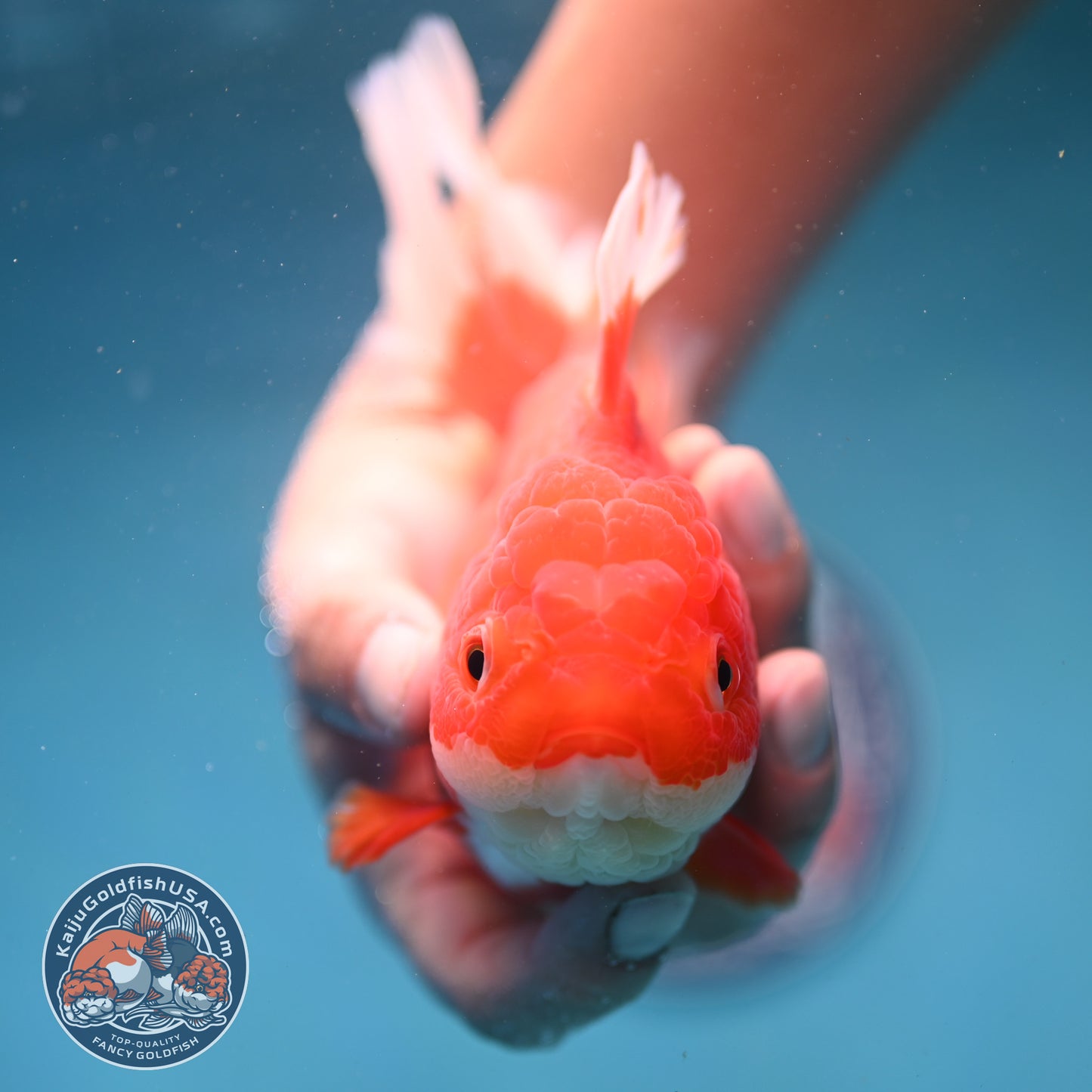 Red White Rosetail Oranda 4 inch Body (250919_OR05)