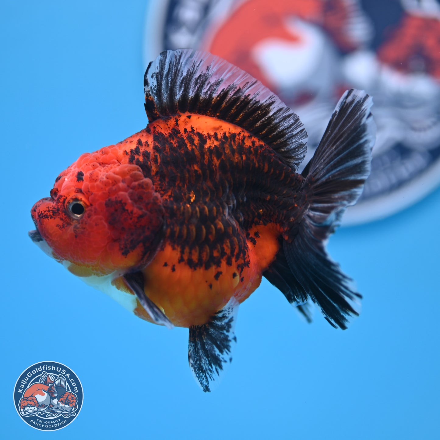 Shogun Kirin Short Body Oranda 3.5-4 in (241011_OR05) - Kaiju Goldfish USA