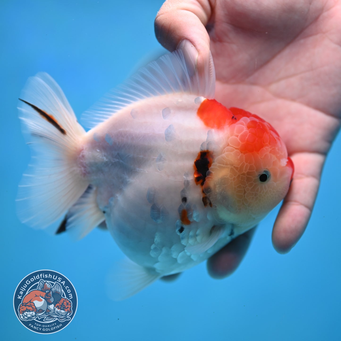 Tricolor Sakura YuanBao Oranda 4 inches Body (250516_OR05)