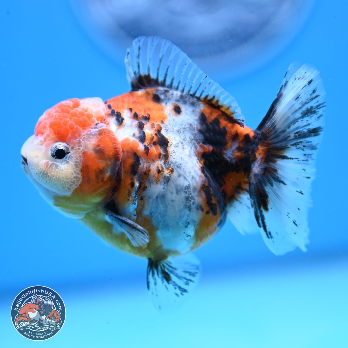 Shogun Tricolor Sakura YuanBao Oranda 3.5in Body (240802_OR05) - Kaiju Goldfish USA