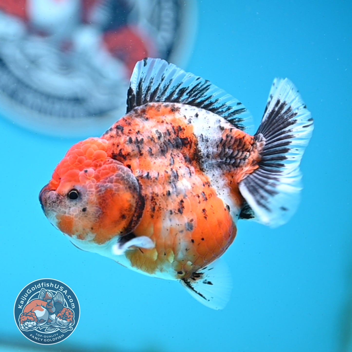 Shogun Tricolor Sakura Oranda 4 inches Body - Female (250418_OR05)