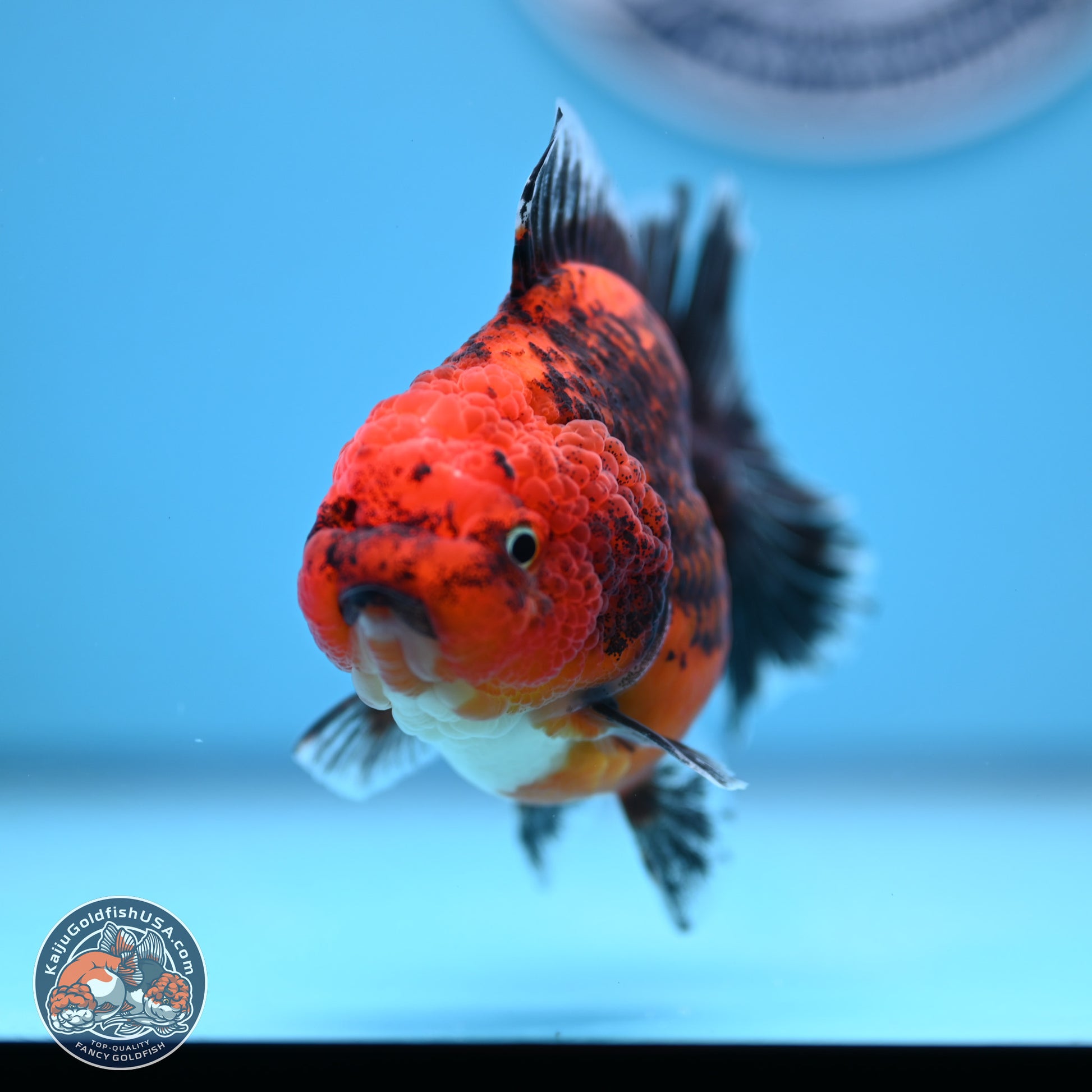 Shogun Kirin Short Body Oranda 3.5-4 in (241011_OR05) - Kaiju Goldfish USA