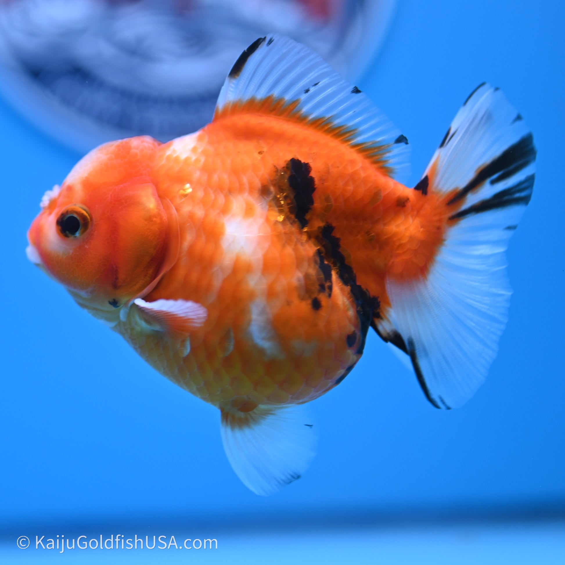 Shogun Godzilla Tricolor Sakura Oranda 3.75in Body (240719_OR05) - Kaiju Goldfish USA