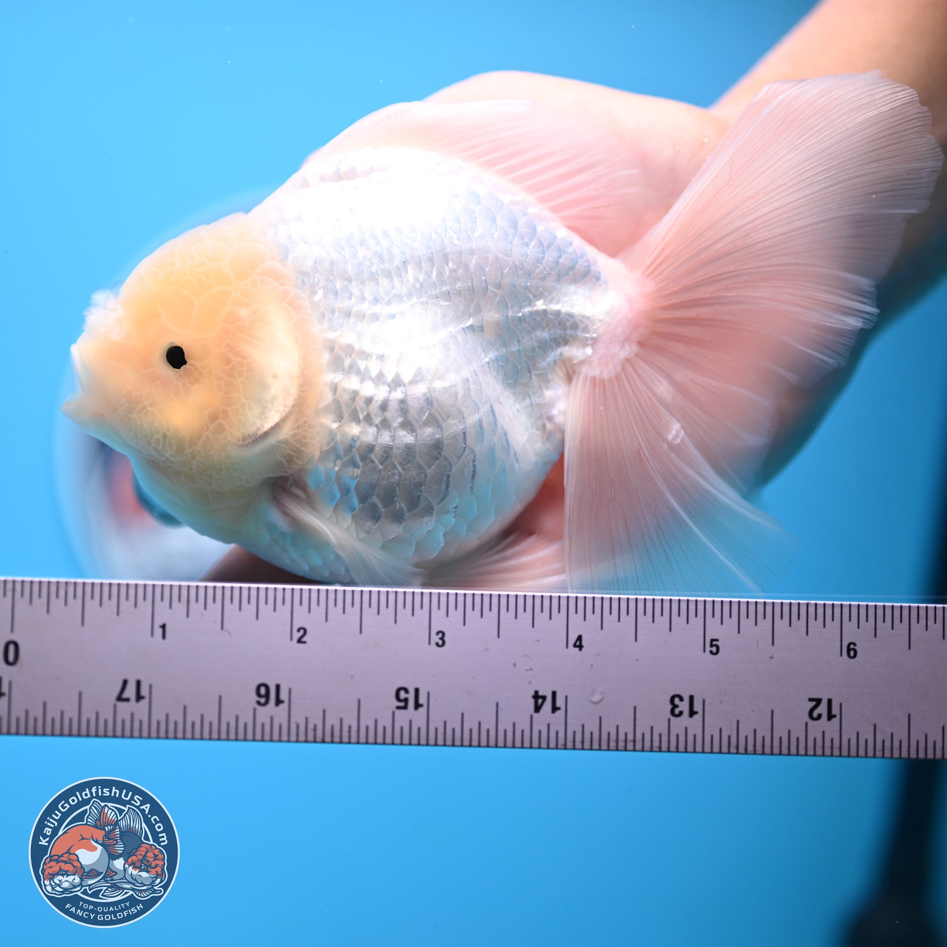 Snow White Rose Tail Oranda 4-6 inches (240913_OR05) - Kaiju Goldfish USA