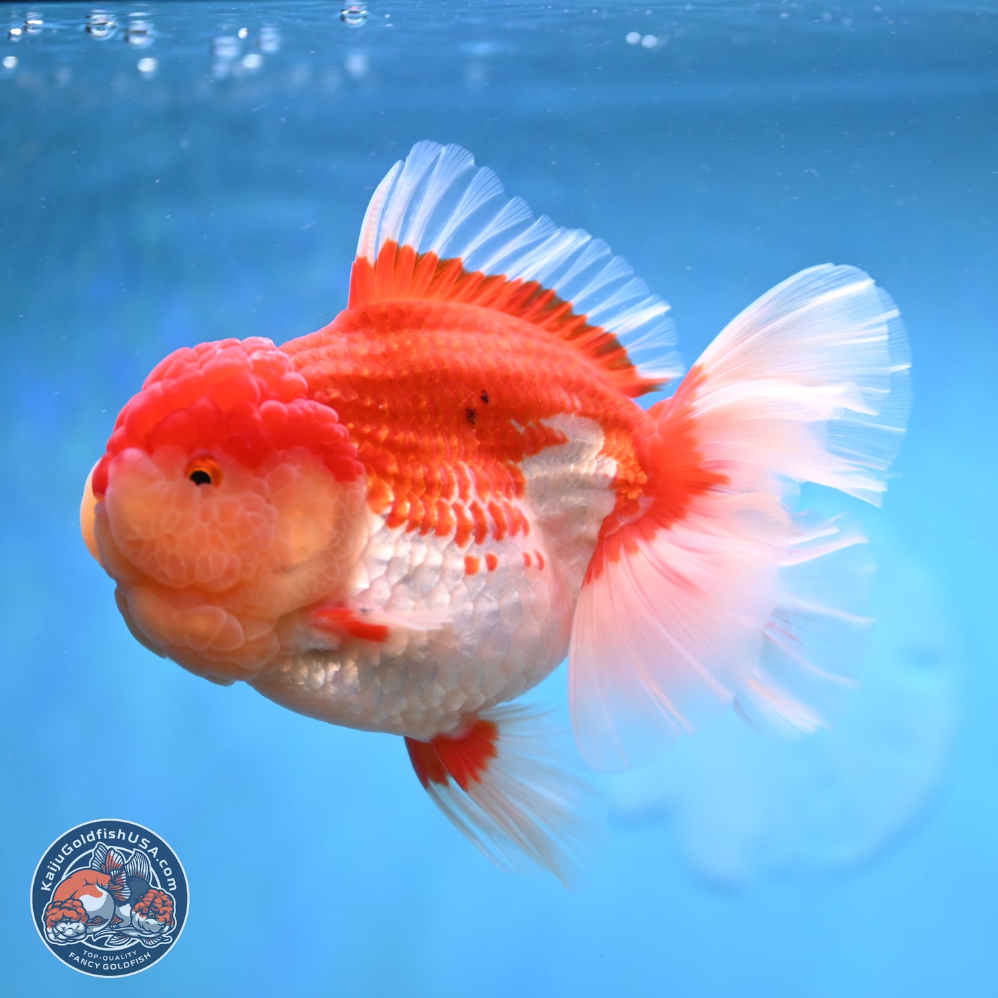 Jumbo Rose Tail Red White Oranda 5 inches Body - Female (250131_OR05)