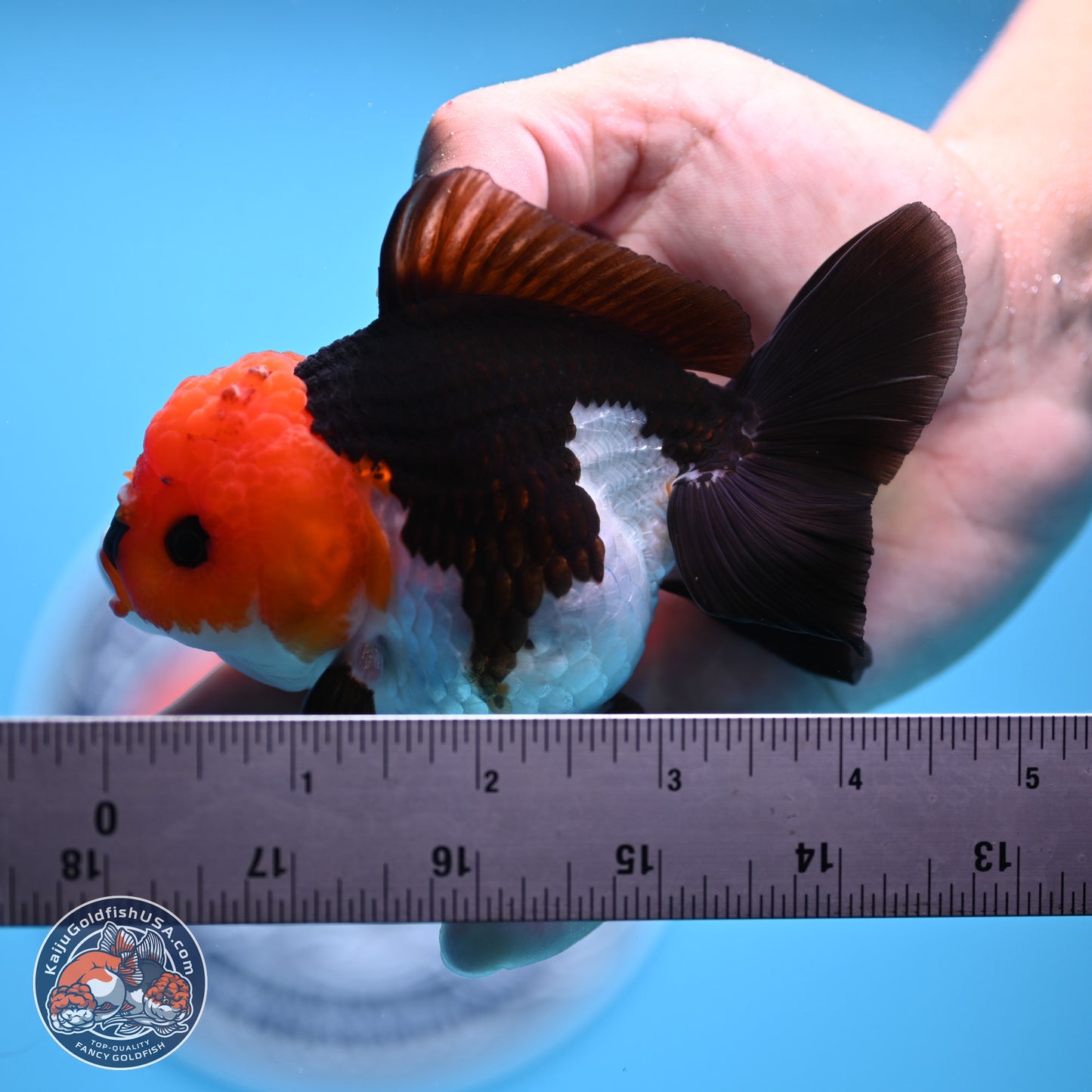 Tricolor Oranda 3.5in body (240809_OR05) - Kaiju Goldfish USA