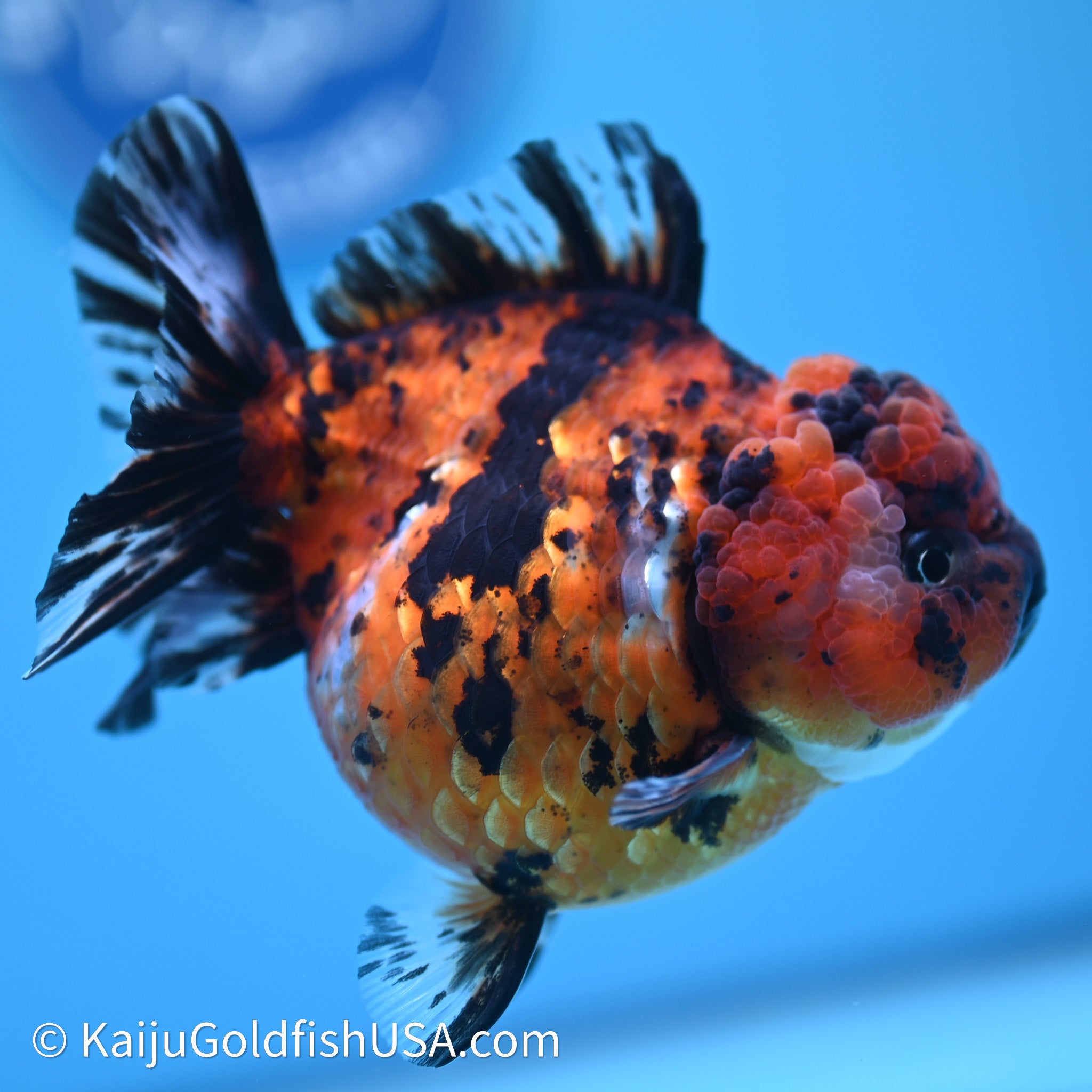 Shogun Godzilla Tiger Oranda Goldfish for Sale | Kaiju Goldfish USA