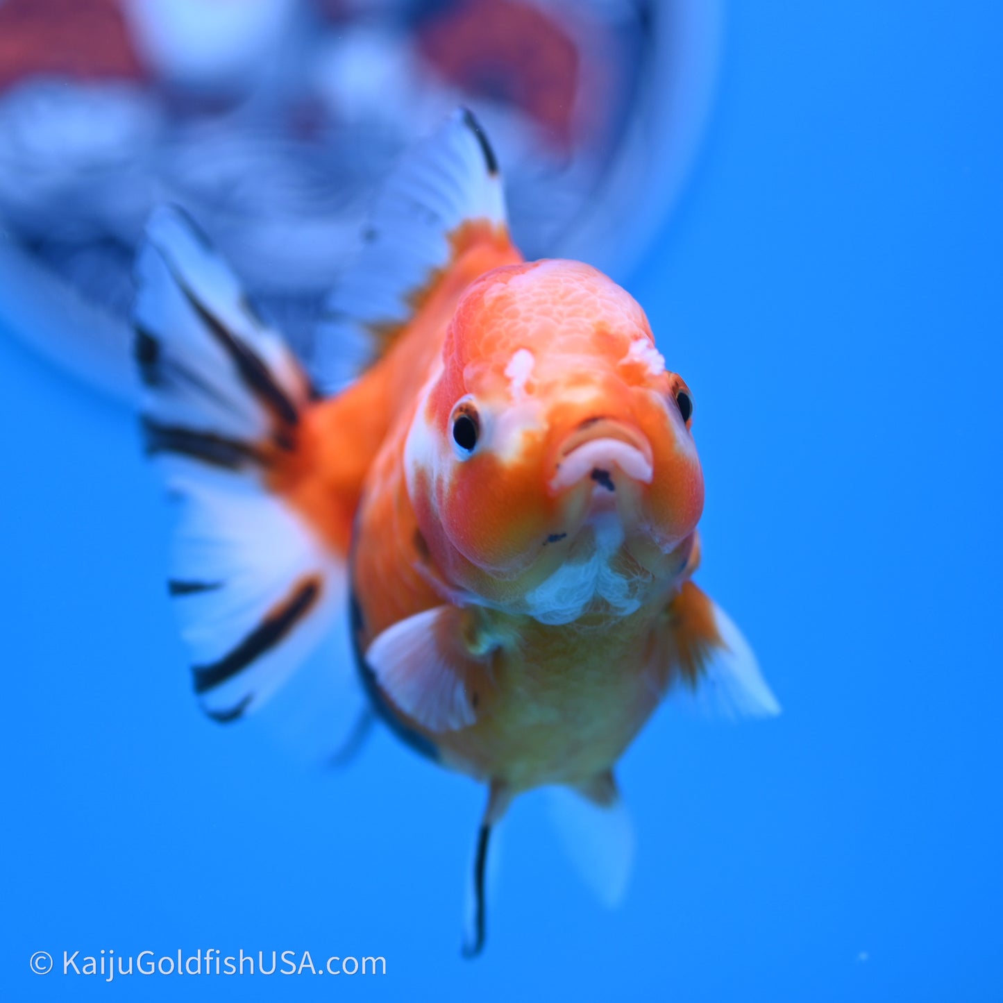 Shogun Godzilla Tricolor Sakura Oranda 3.75in Body (240719_OR05) - Kaiju Goldfish USA