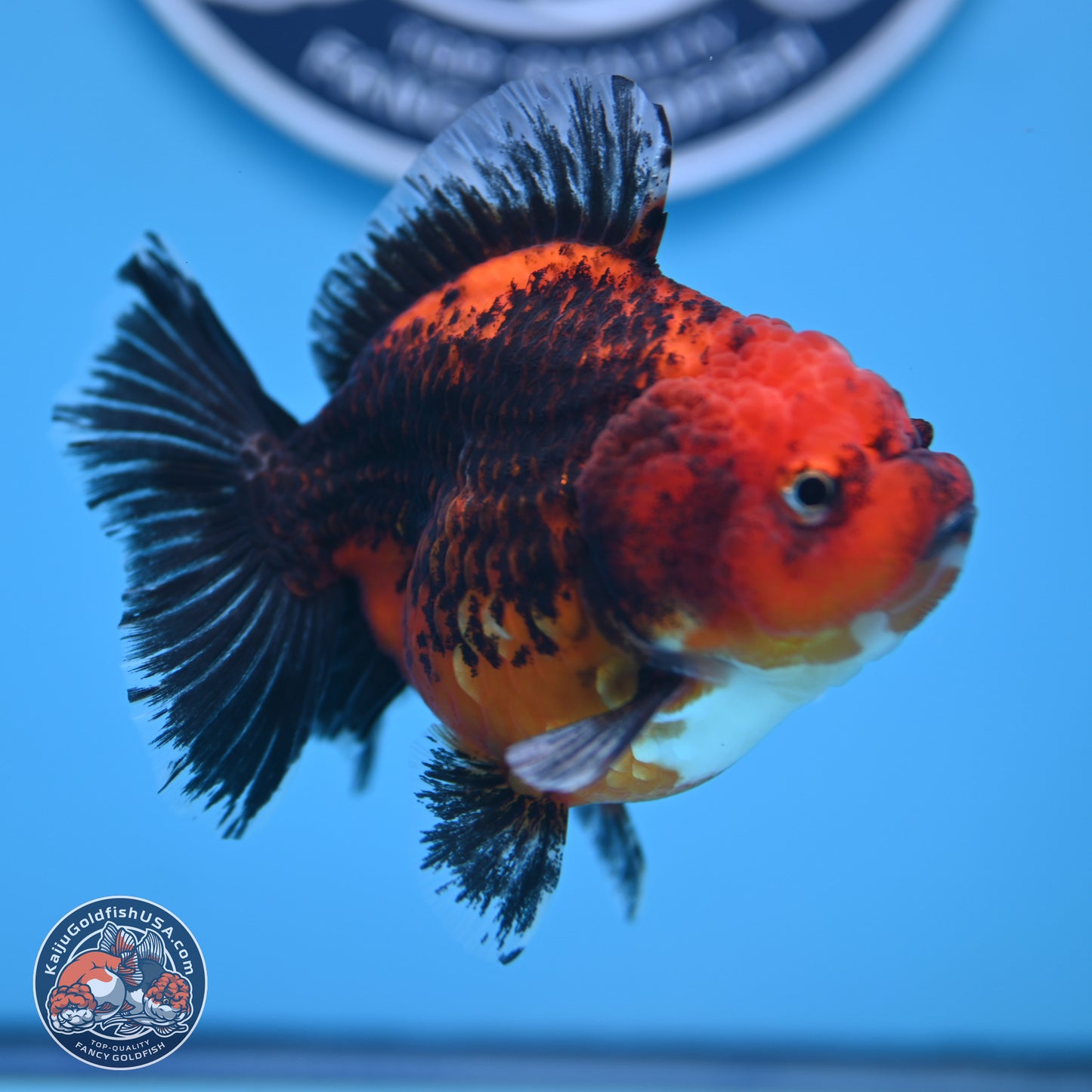 Shogun Kirin Short Body Oranda 3.5-4 in (241011_OR05) - Kaiju Goldfish USA