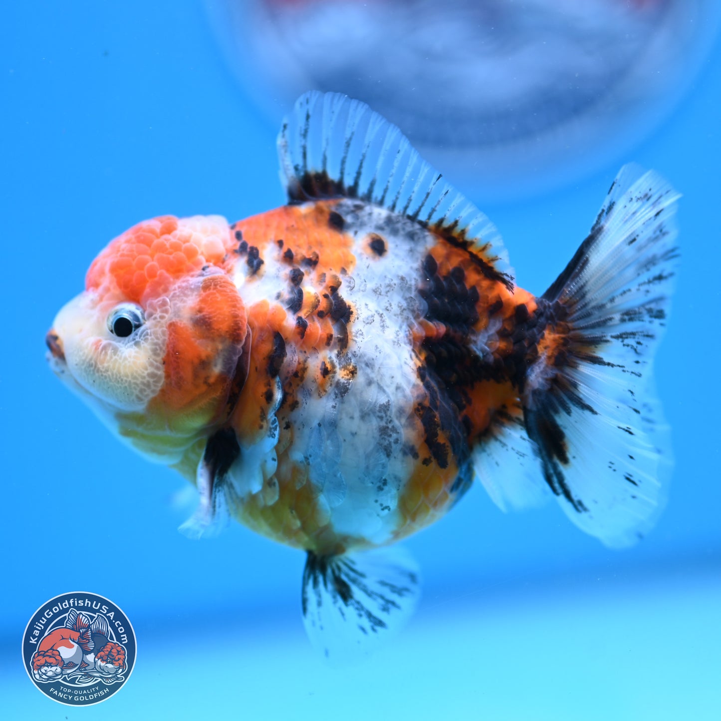 Shogun Tricolor Sakura YuanBao Oranda 3.5in Body (240802_OR05) - Kaiju Goldfish USA