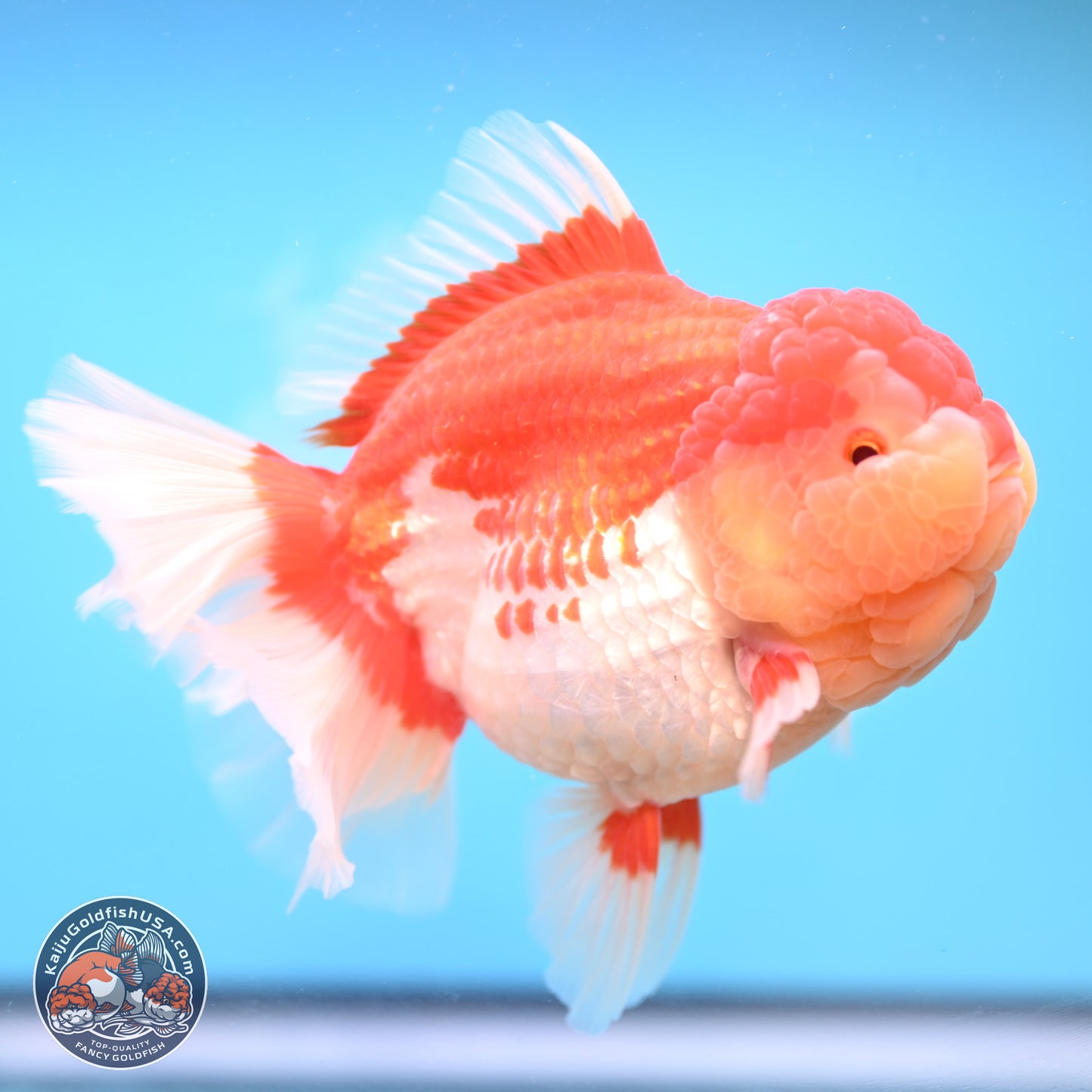 Jumbo Rose Tail Red White Oranda 5 inches Body - Female (250131_OR05)