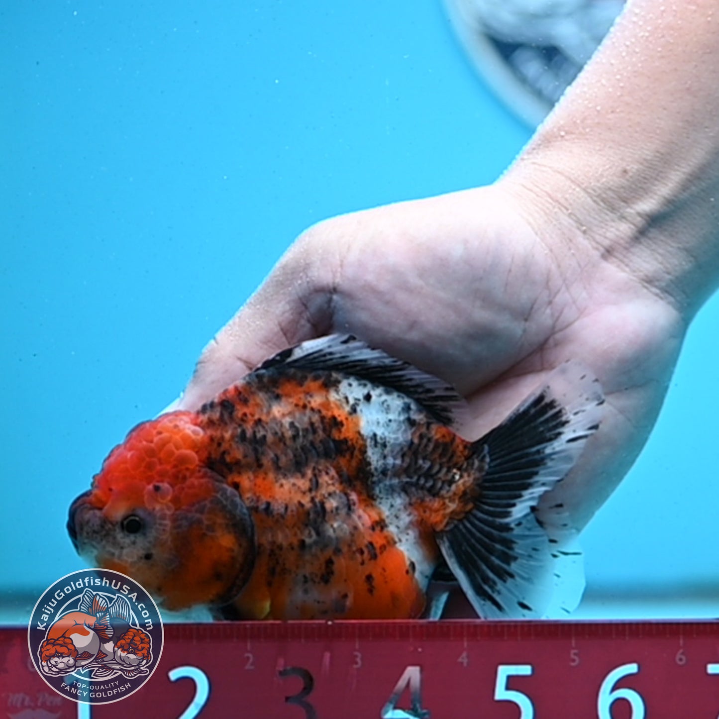 Shogun Tricolor Sakura Oranda 4 inches Body - Female (250418_OR05)