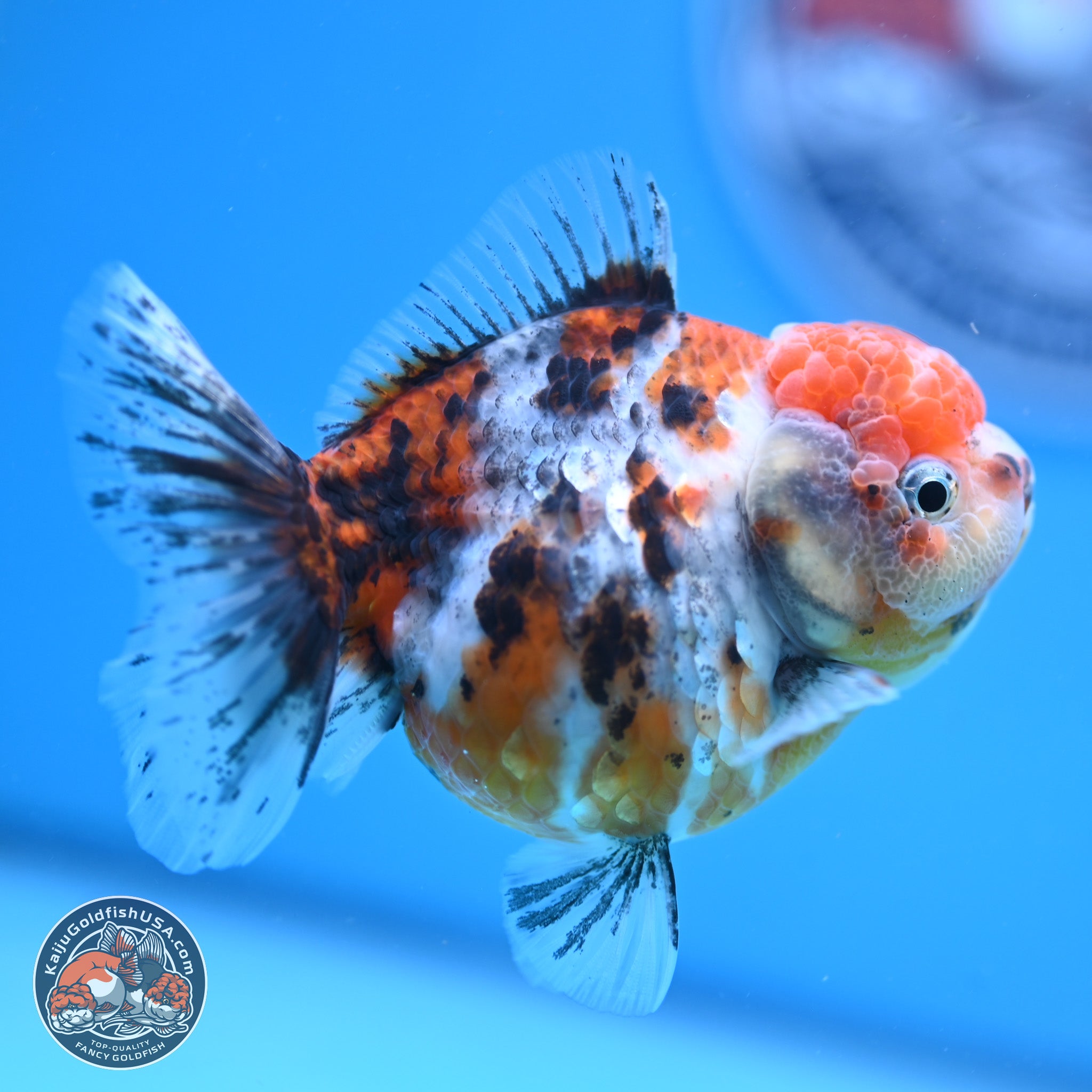 Shogun Tricolor Sakura YuanBao Oranda Goldfish for Sale | Kaiju ...