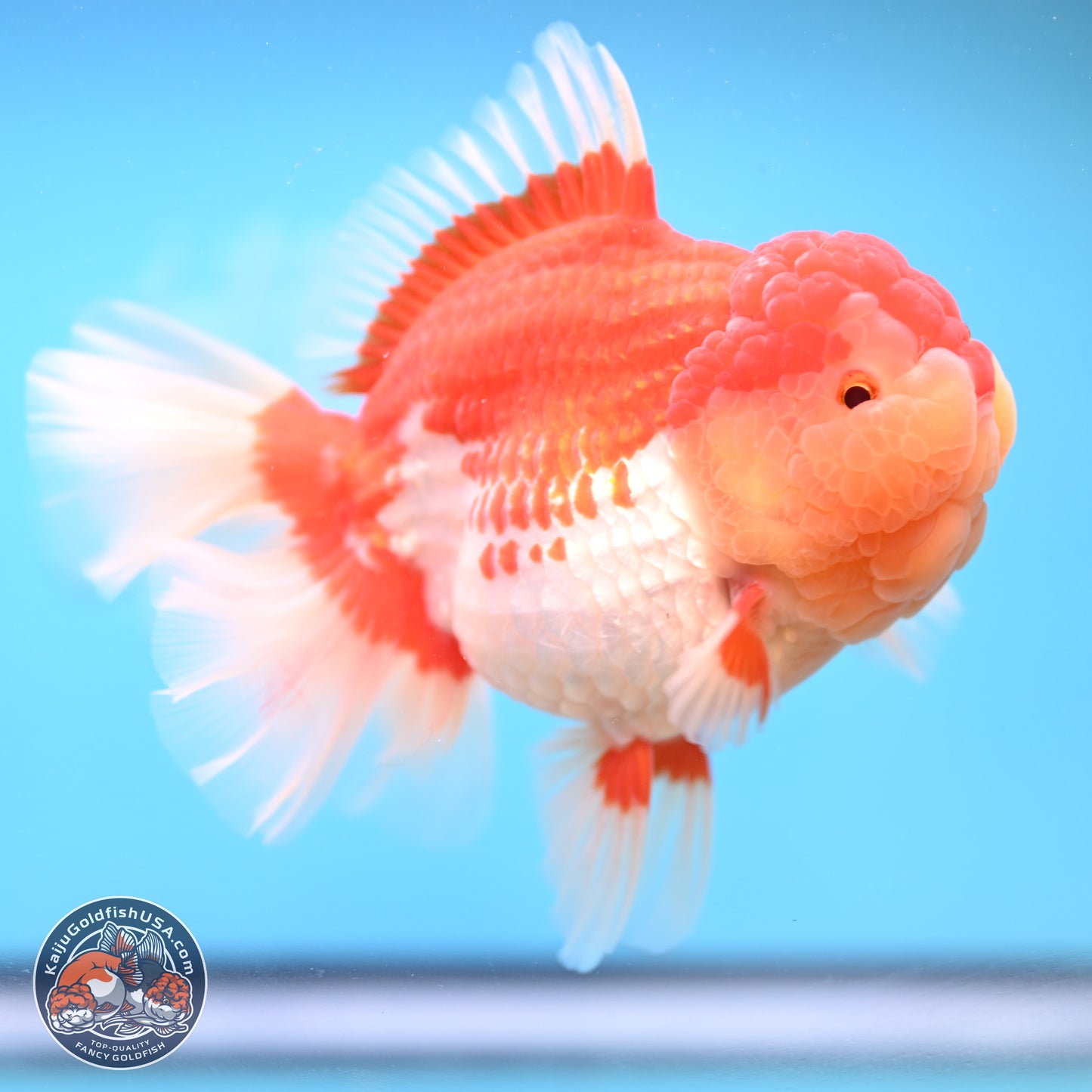 Jumbo Rose Tail Red White Oranda 5 inches Body - Female (250131_OR05)