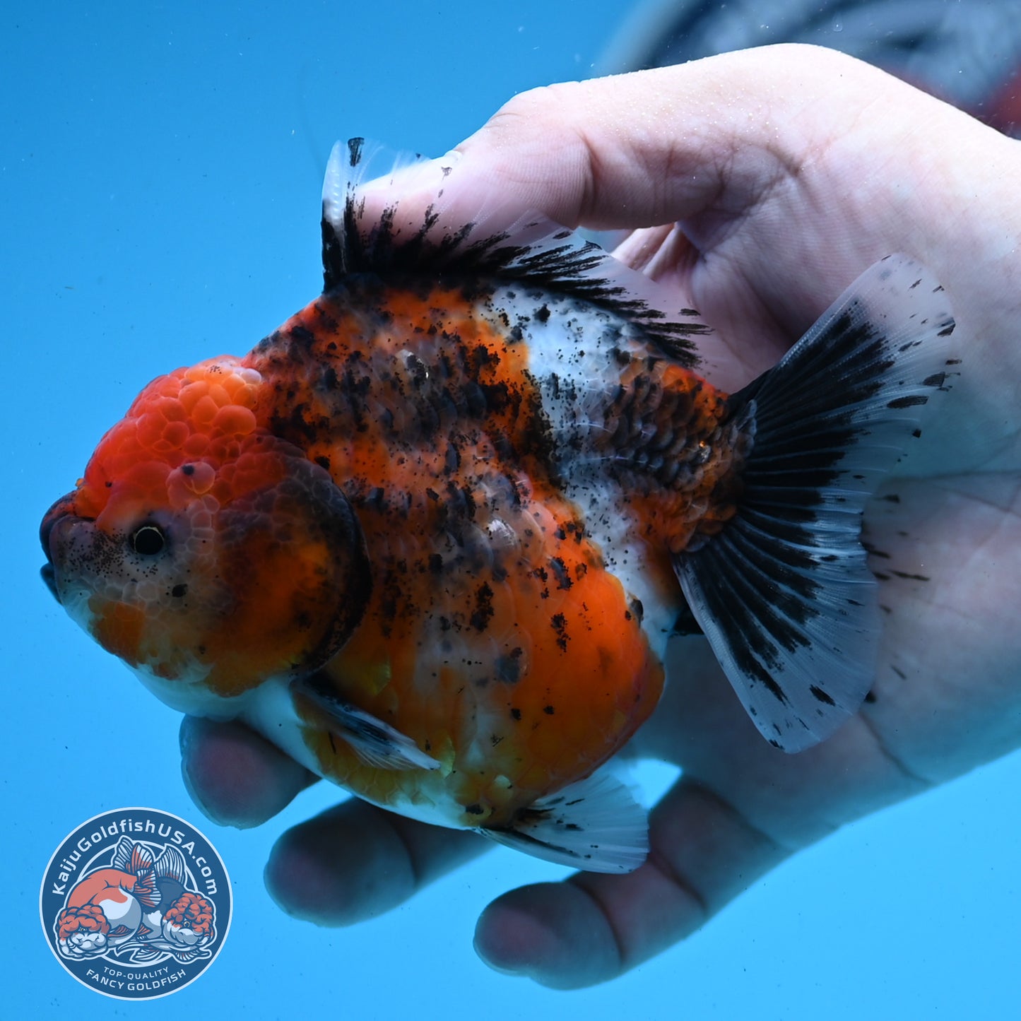 Shogun Tricolor Sakura Oranda 4 inches Body - Female (250418_OR05)