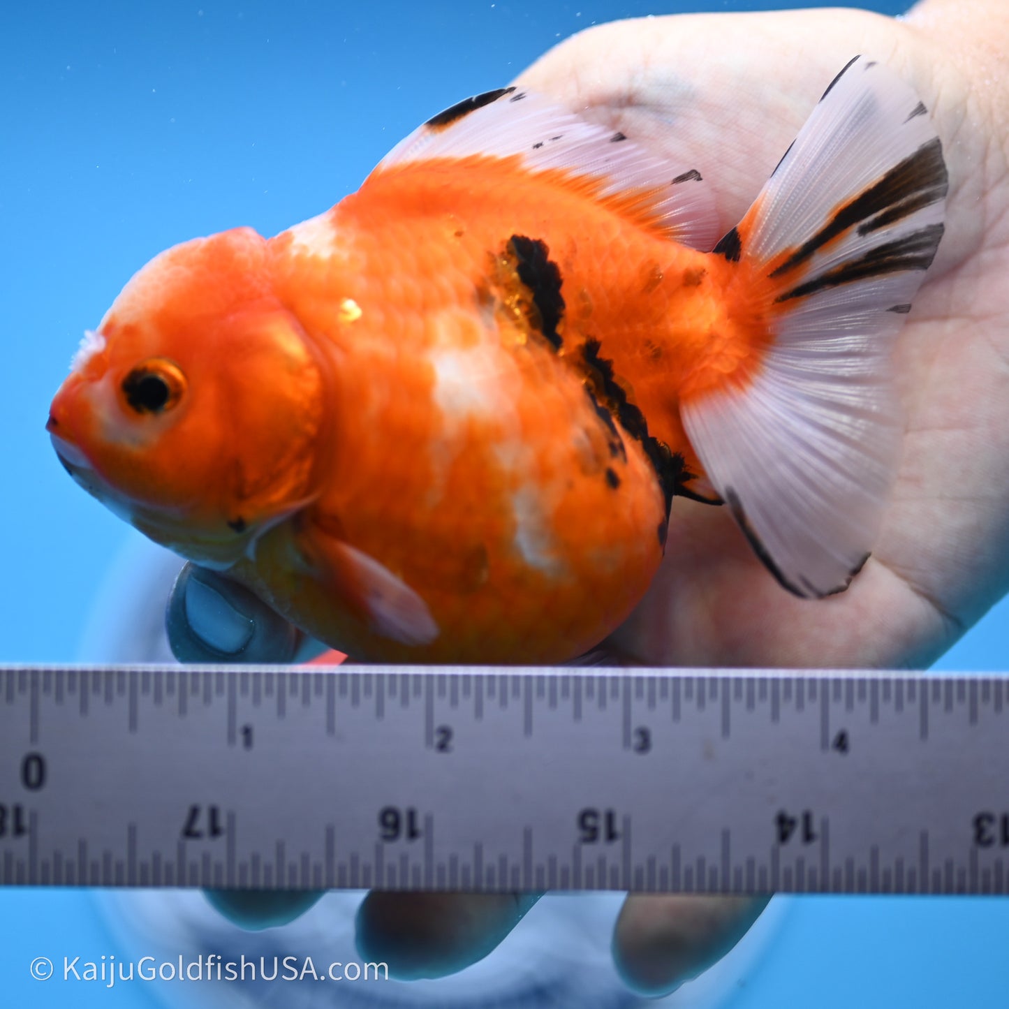 Shogun Godzilla Tricolor Sakura Oranda 3.75in Body (240719_OR05) - Kaiju Goldfish USA