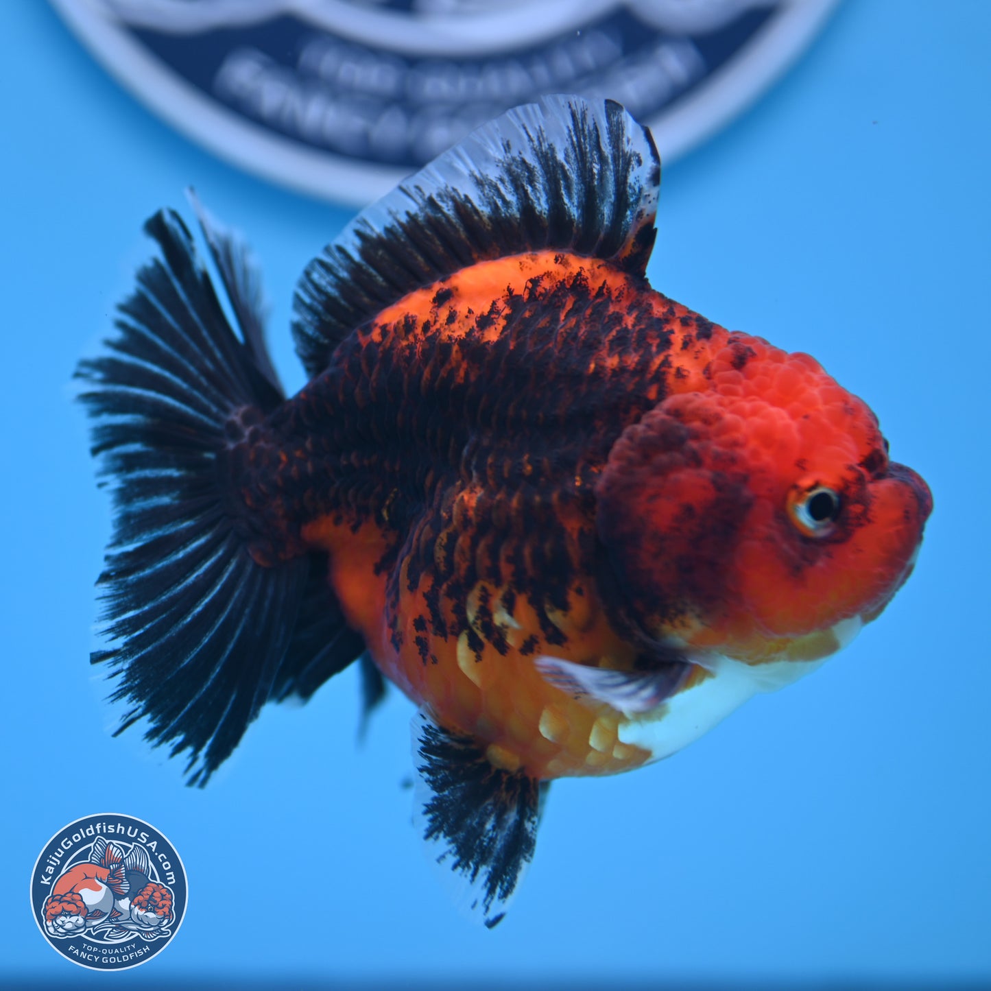 Shogun Kirin Short Body Oranda 3.5-4 in (241011_OR05) - Kaiju Goldfish USA