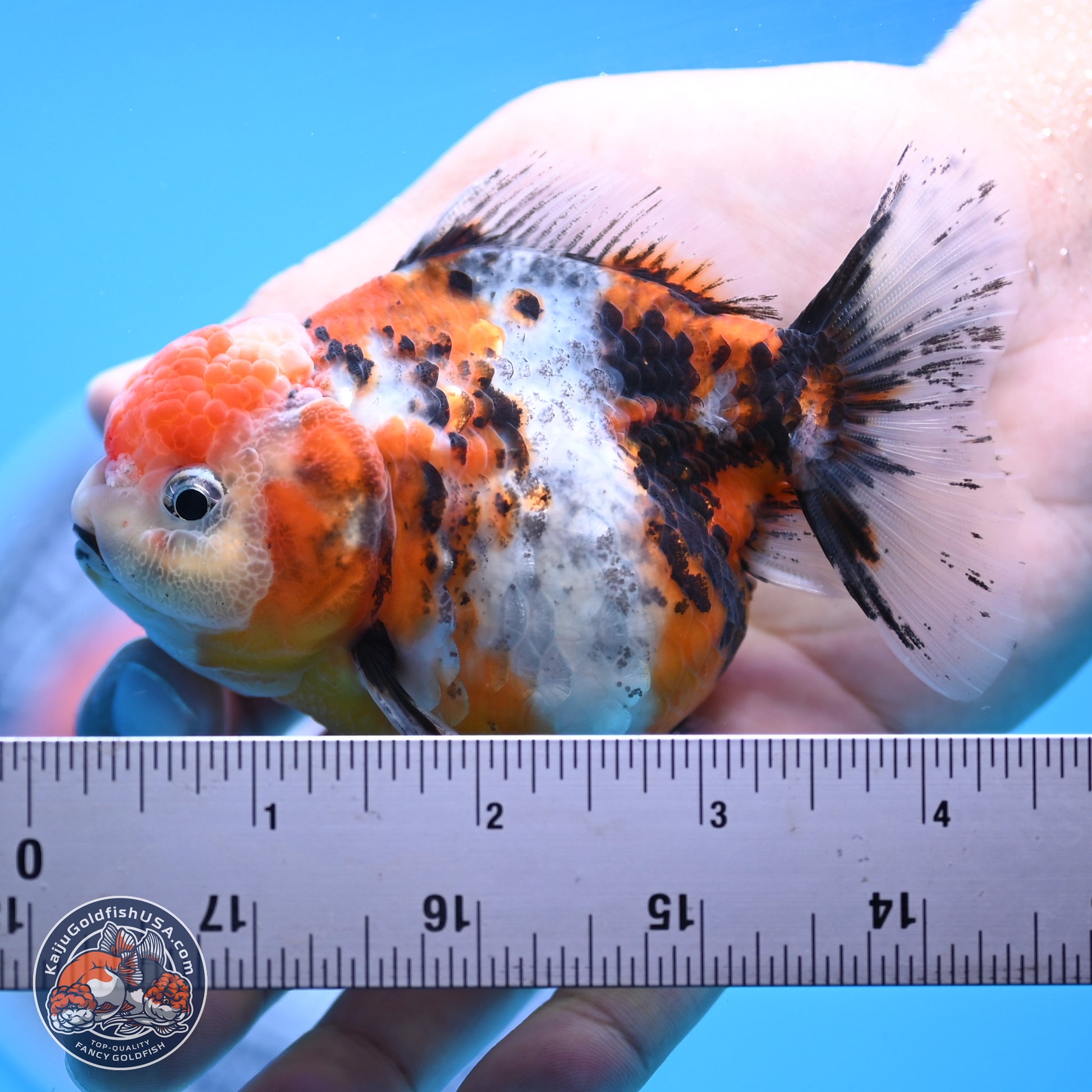 Shogun Tricolor Sakura YuanBao Oranda 3.5in Body (240802_OR05) - Kaiju Goldfish USA