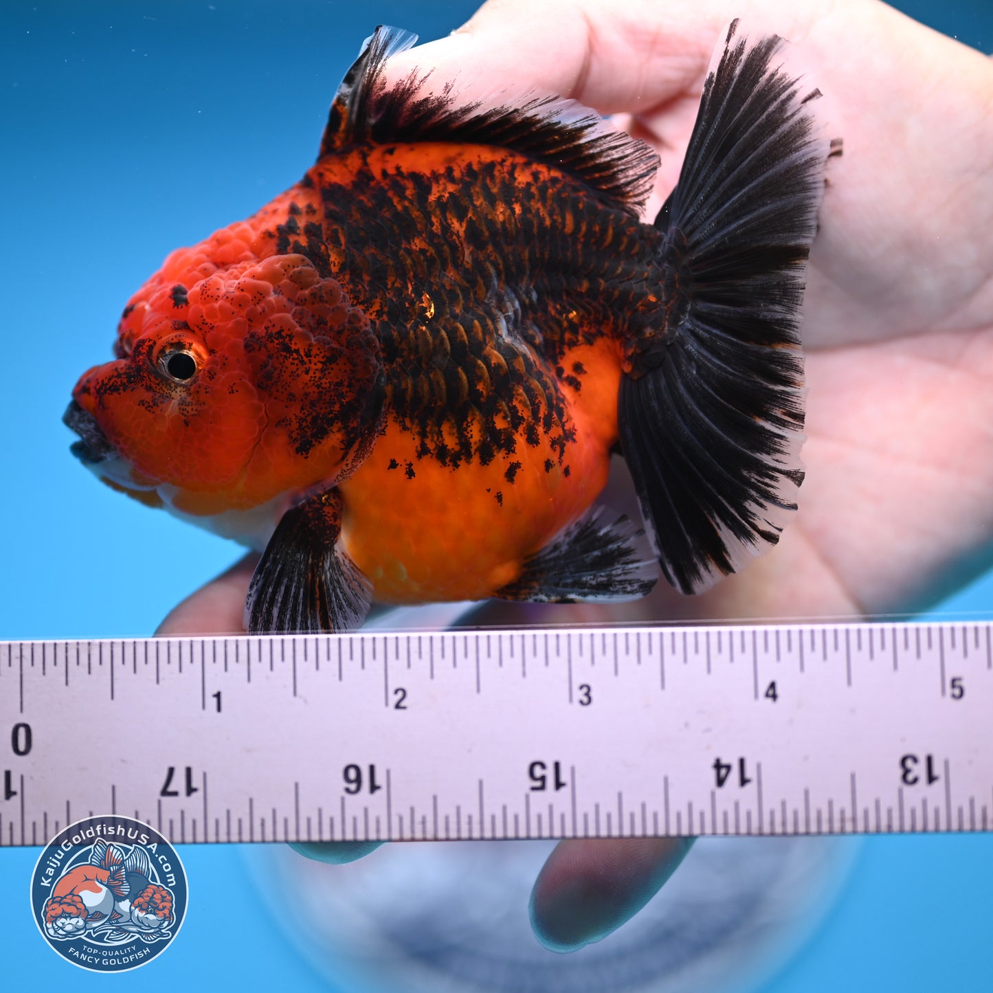 Shogun Kirin Short Body Oranda 3.5-4 in (241011_OR05) - Kaiju Goldfish USA