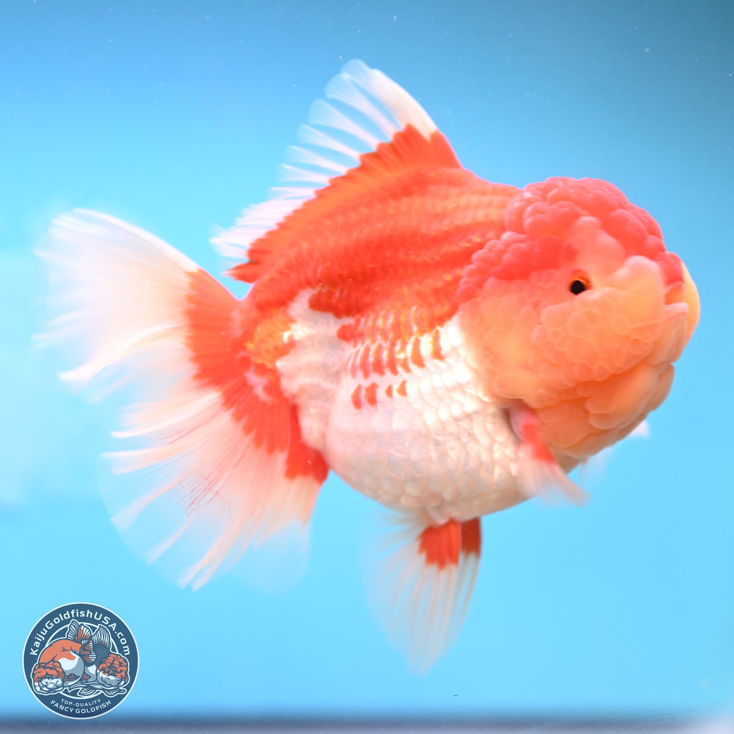 Jumbo Rose Tail Red White Oranda 5 inches Body - Female (250131_OR05)