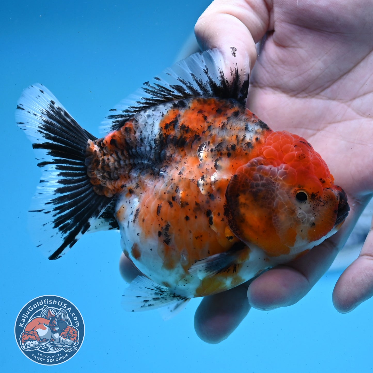 Shogun Tricolor Sakura Oranda 4 inches Body - Female (250418_OR05)