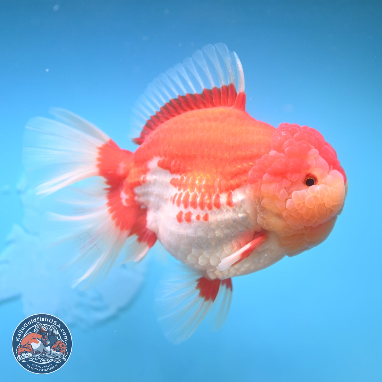 Jumbo Rose Tail Red White Oranda 5 inches Body - Female (250131_OR05)