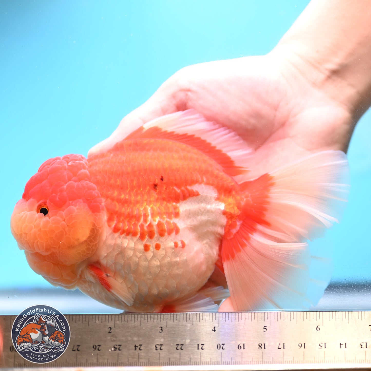 Jumbo Rose Tail Red White Oranda 5 inches Body - Female (250131_OR05)