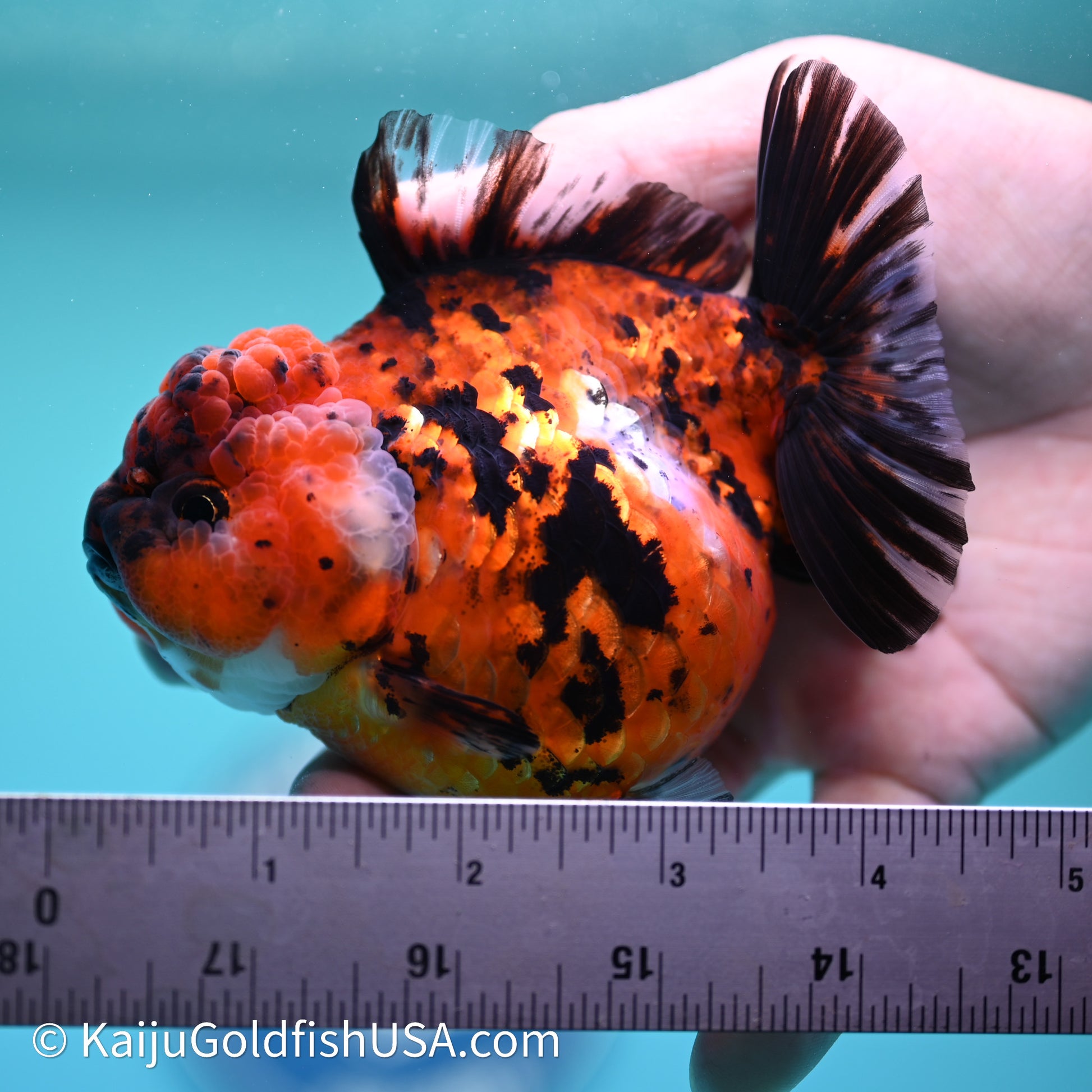 Shogun Godzilla Tiger Oranda 4in Body (240614_OR05) - Kaiju Goldfish USA