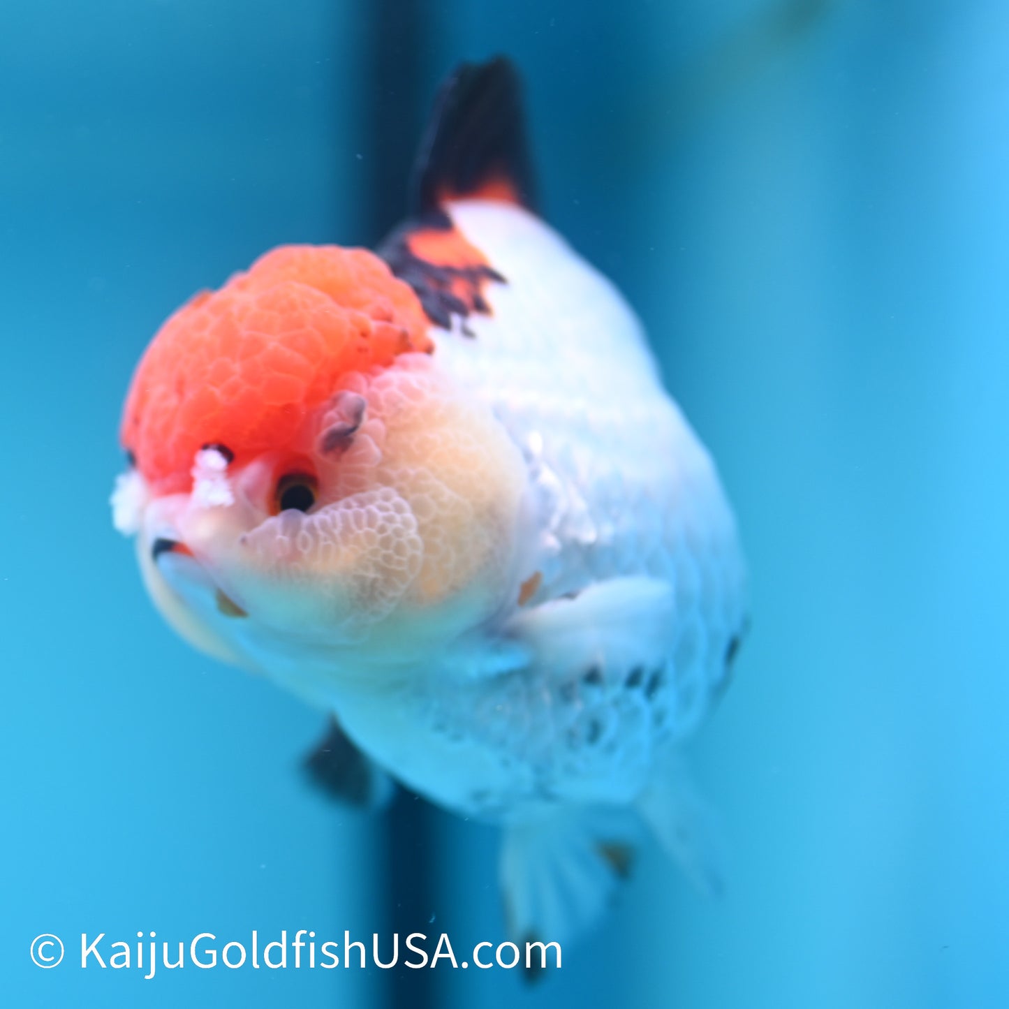 Red Cap Tricolor YuanBao Oranda 5 inches (240510_OR05) - Kaiju Goldfish USA