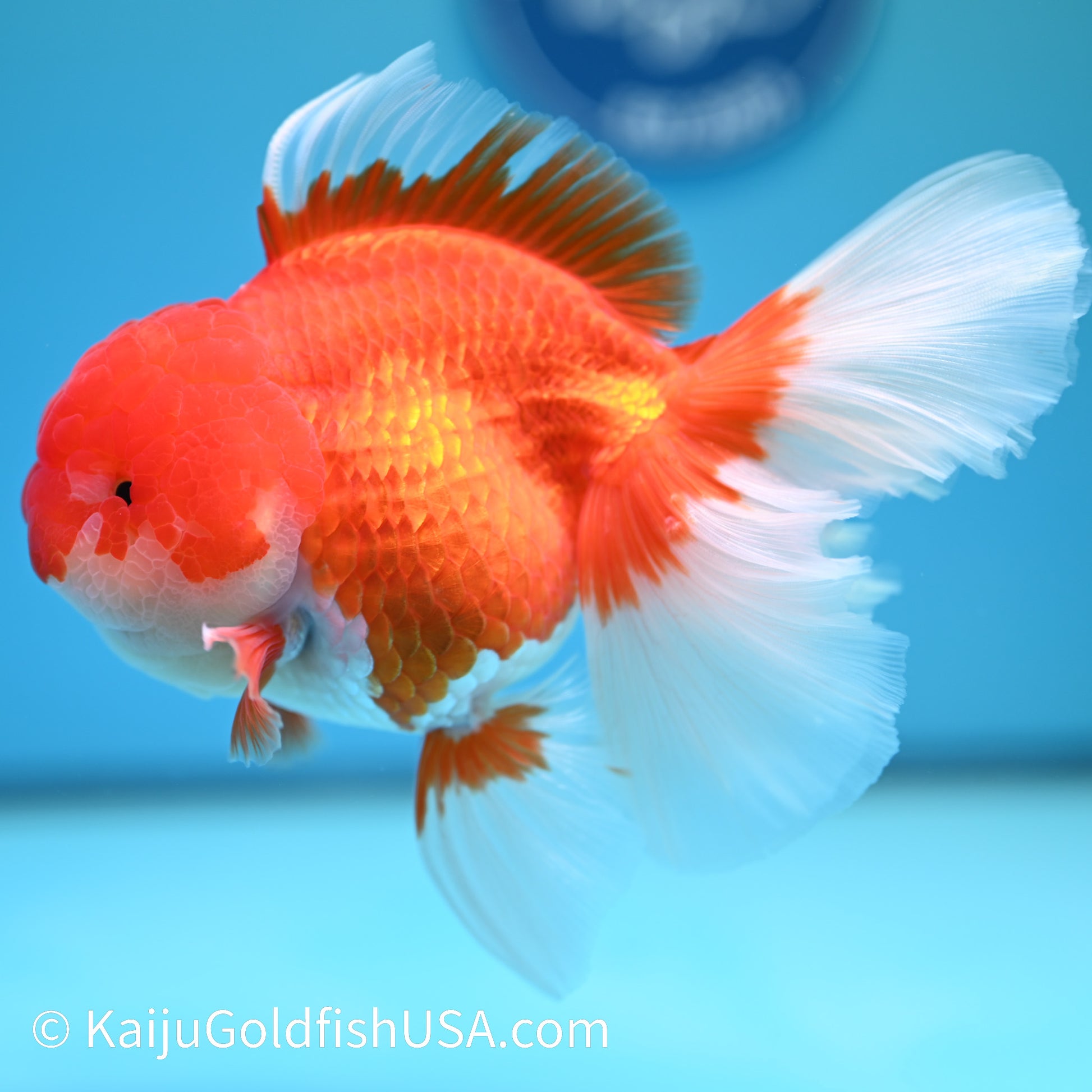 Jumbo Red White Rose Tail Oranda 6 inches (240405_OR5) - Kaiju Goldfish USA