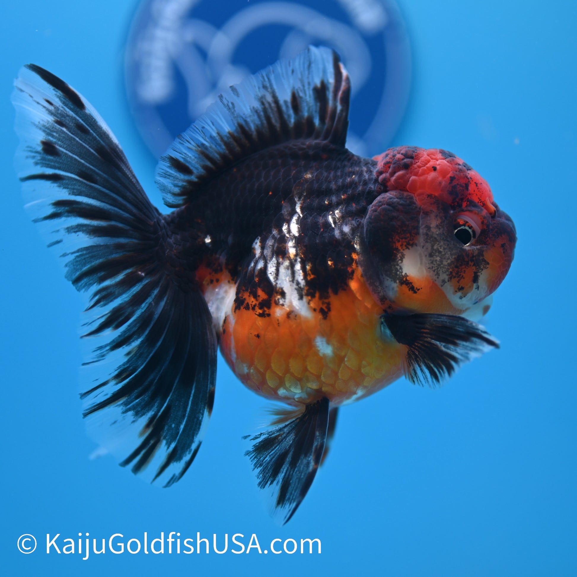 Red Head Kirin Rose Tail Oranda 4.5-5 inches (240308_OR05) - Kaiju Goldfish USA