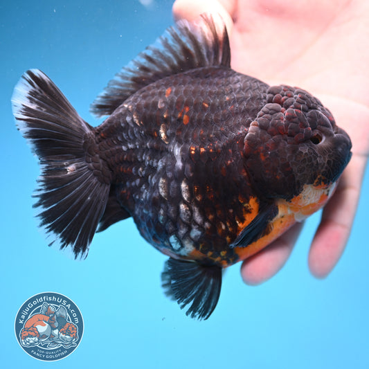 Kirin Oranda 4.5 inch Body (250926_OR05)