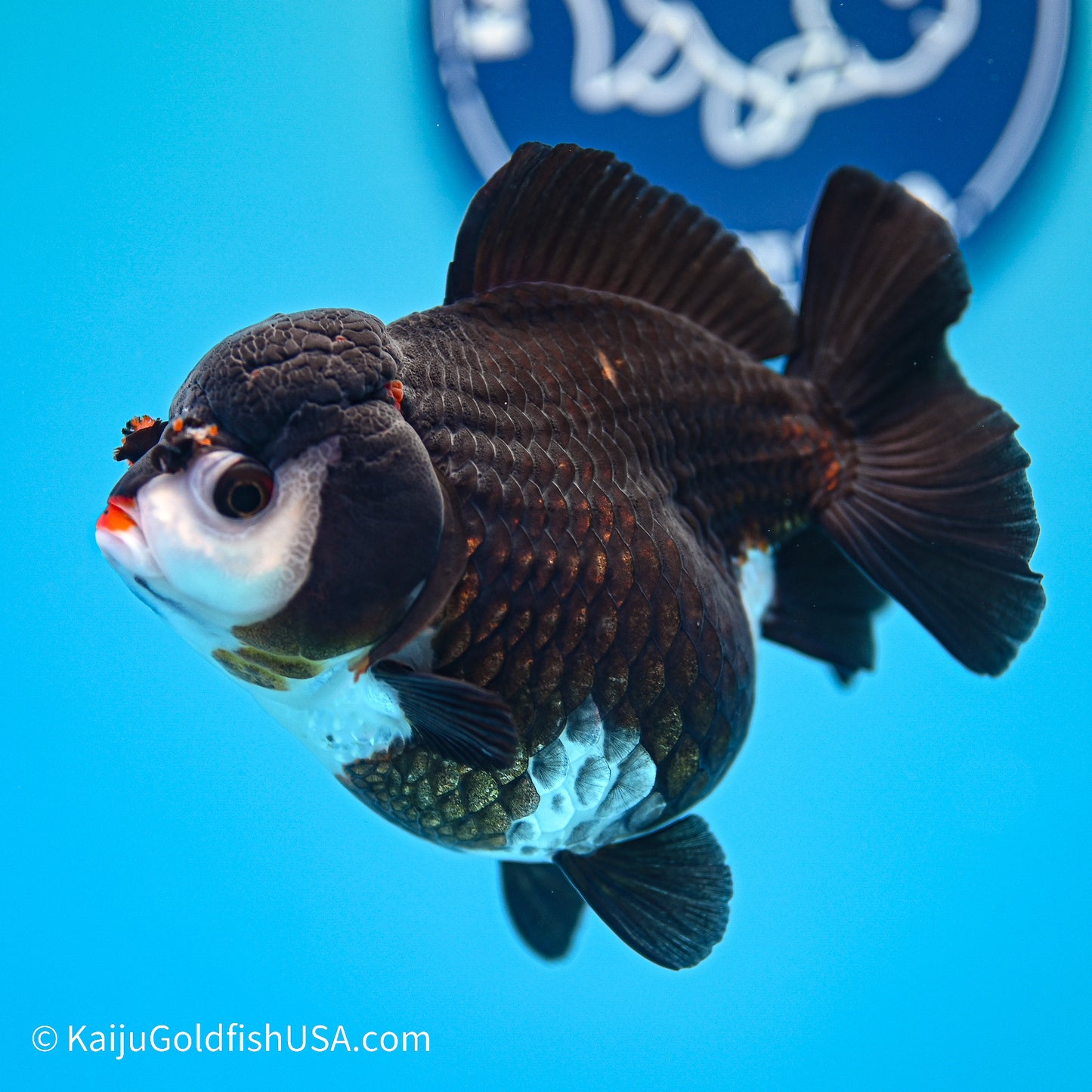 Panda YuanBao Oranda 4in body (240524_OR05) - Kaiju Goldfish USA