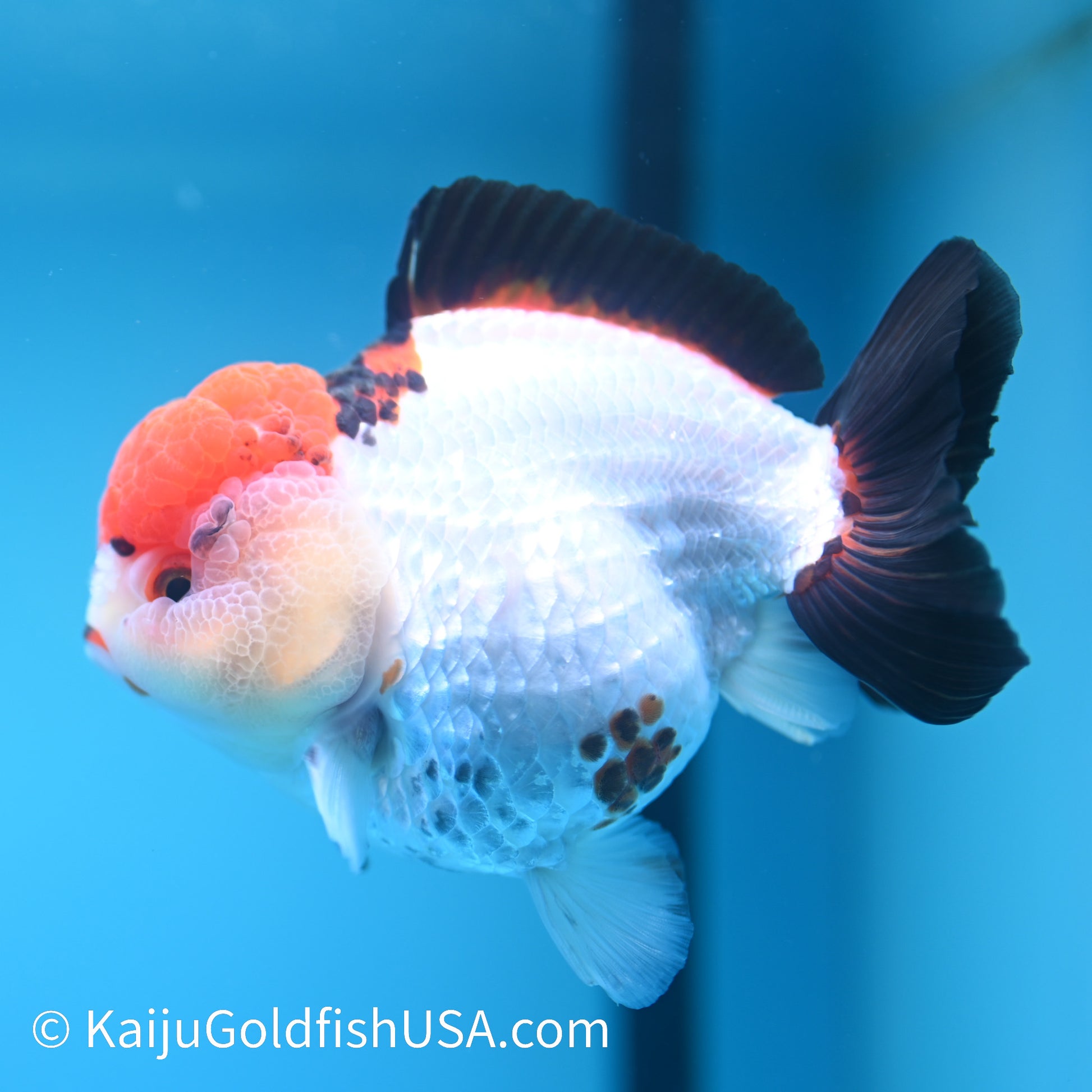 Red Cap Tricolor YuanBao Oranda 5 inches (240510_OR05) - Kaiju Goldfish USA