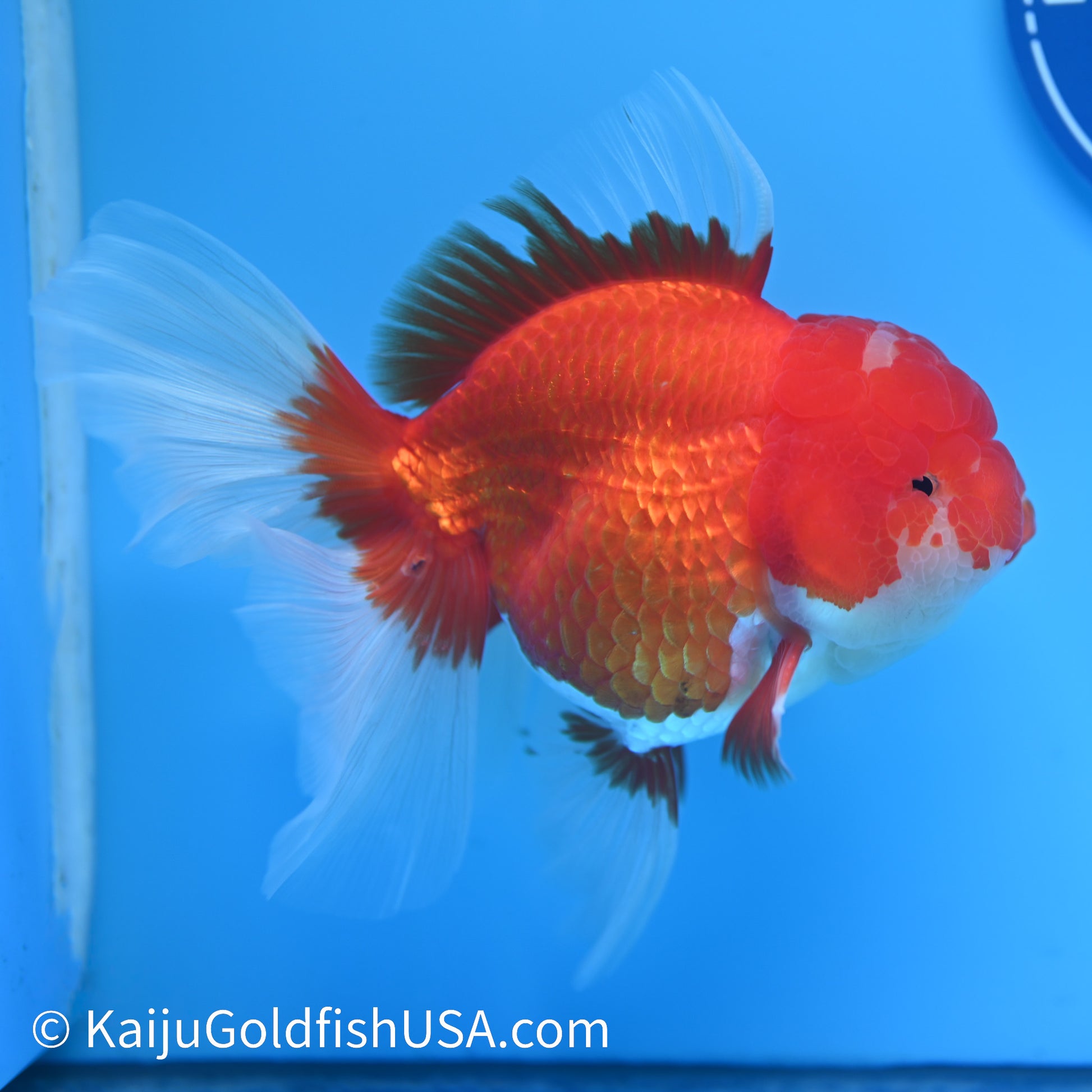 Jumbo Red White Rose Tail Oranda 6 inches (240405_OR5) - Kaiju Goldfish USA