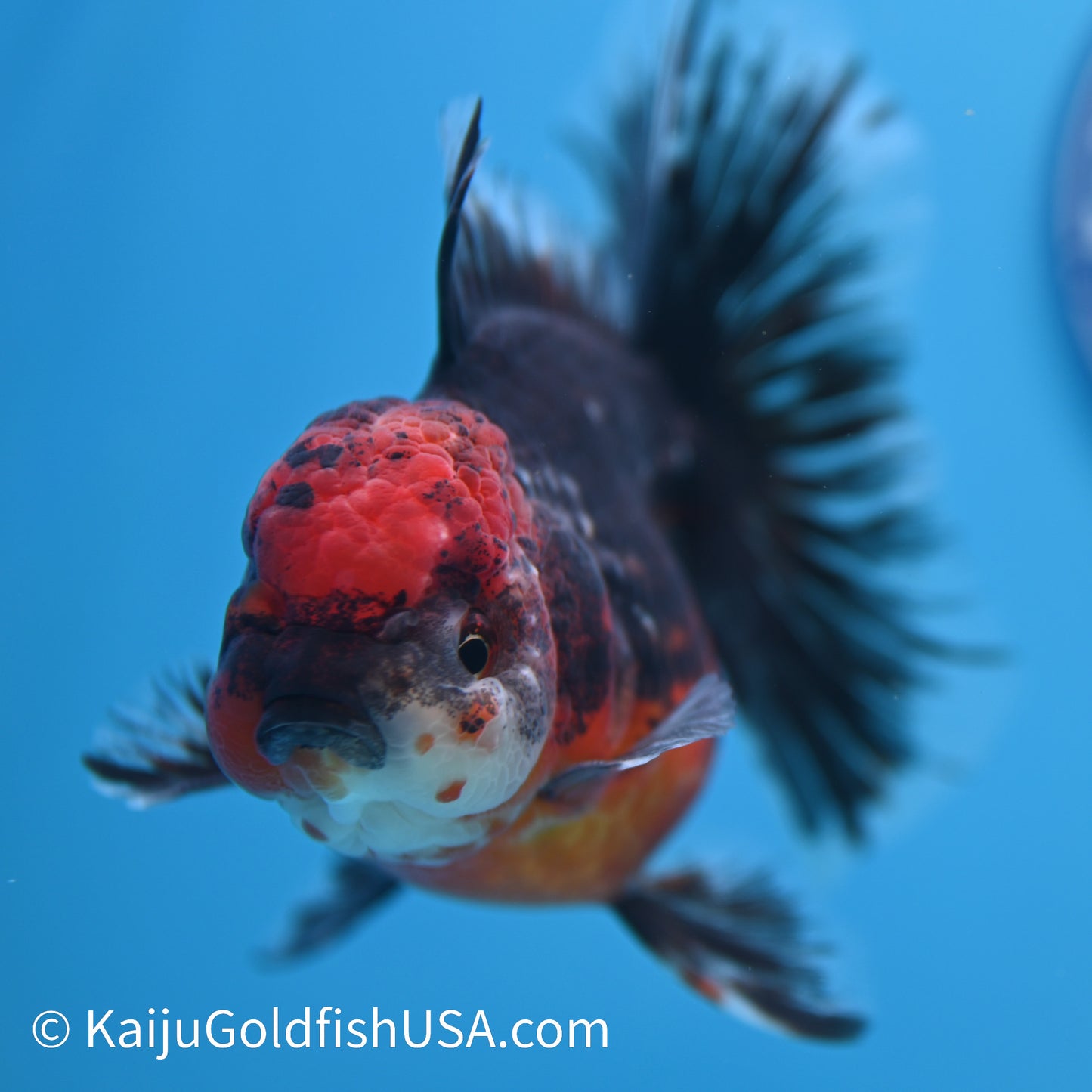 Red Head Kirin Rose Tail Oranda 4.5-5 inches (240308_OR05) - Kaiju Goldfish USA