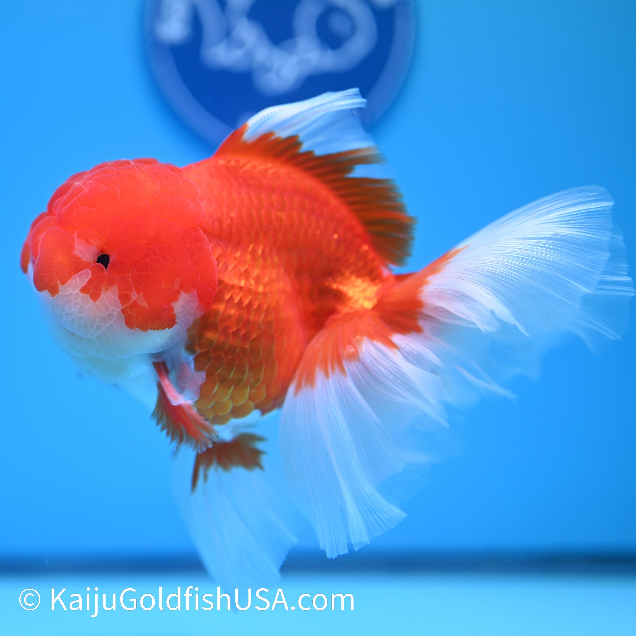 Red White Rose Tail Oranda Goldfish for Sale | Kaiju Goldfish USA