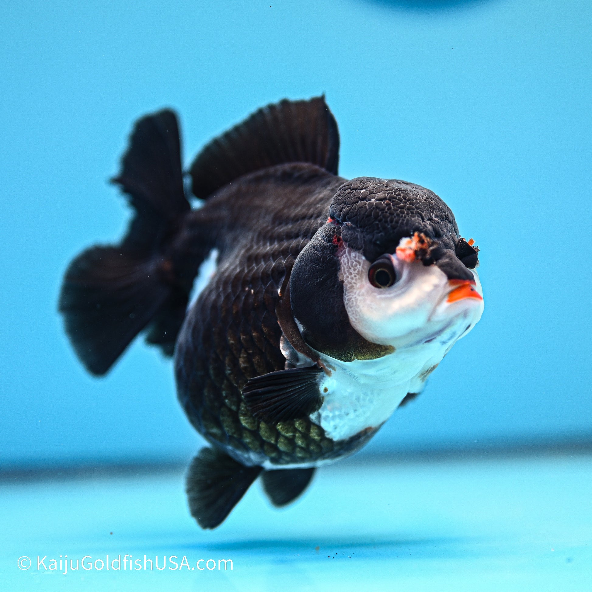 Panda YuanBao Oranda 4in body (240524_OR05) - Kaiju Goldfish USA