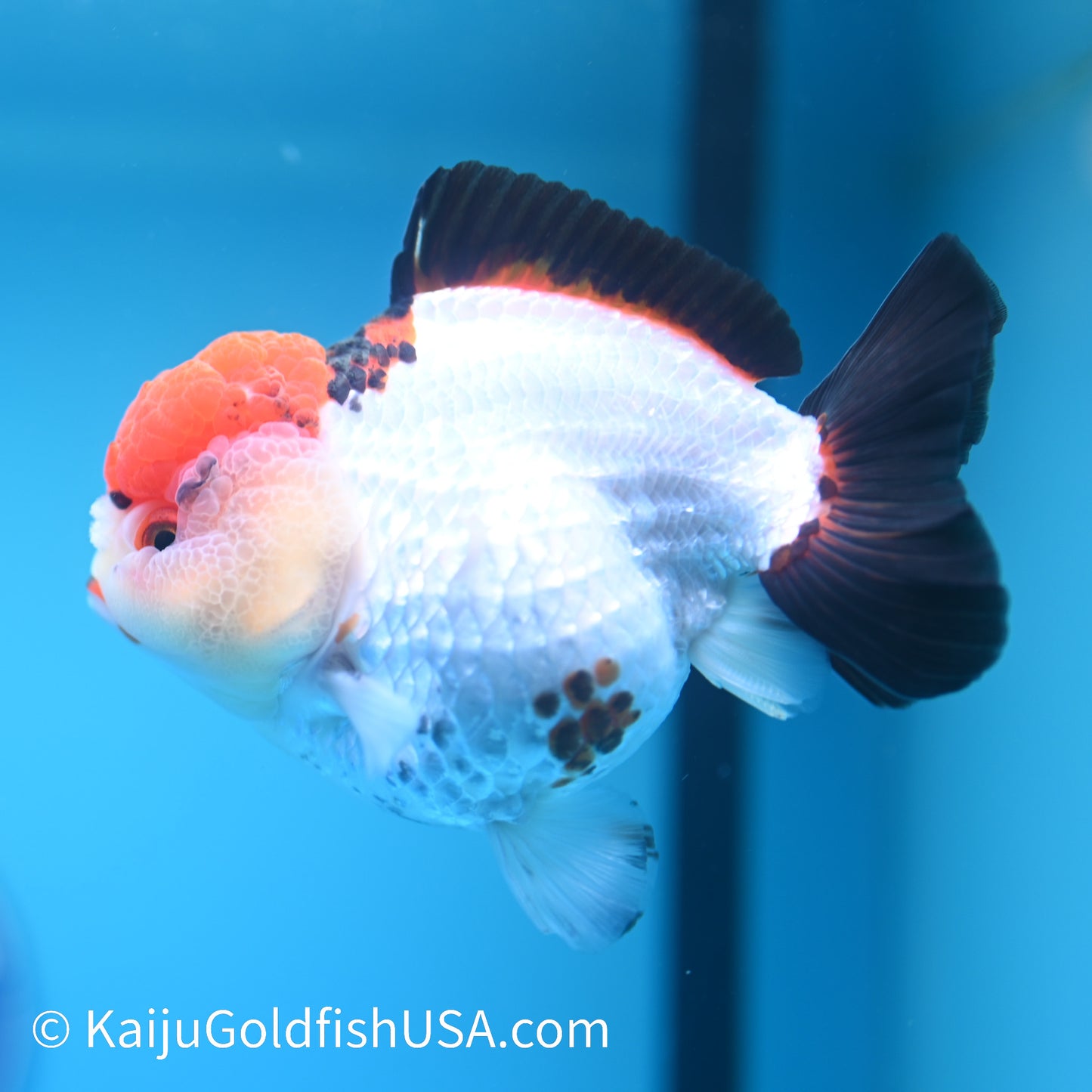 Red Cap Tricolor YuanBao Oranda 5 inches (240510_OR05) - Kaiju Goldfish USA