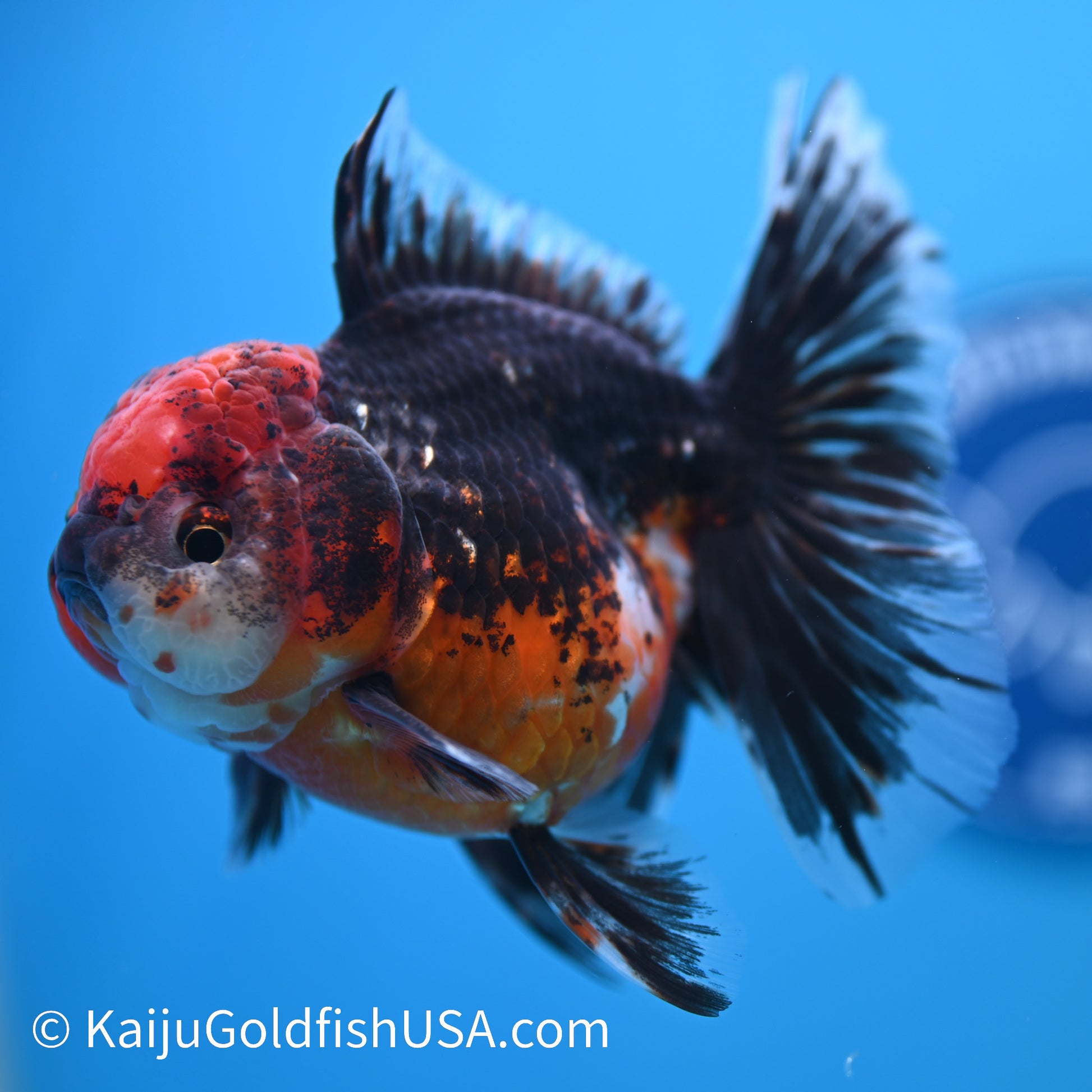 Red Head Kirin Rose Tail Oranda 4.5-5 inches (240308_OR05) - Kaiju Goldfish USA