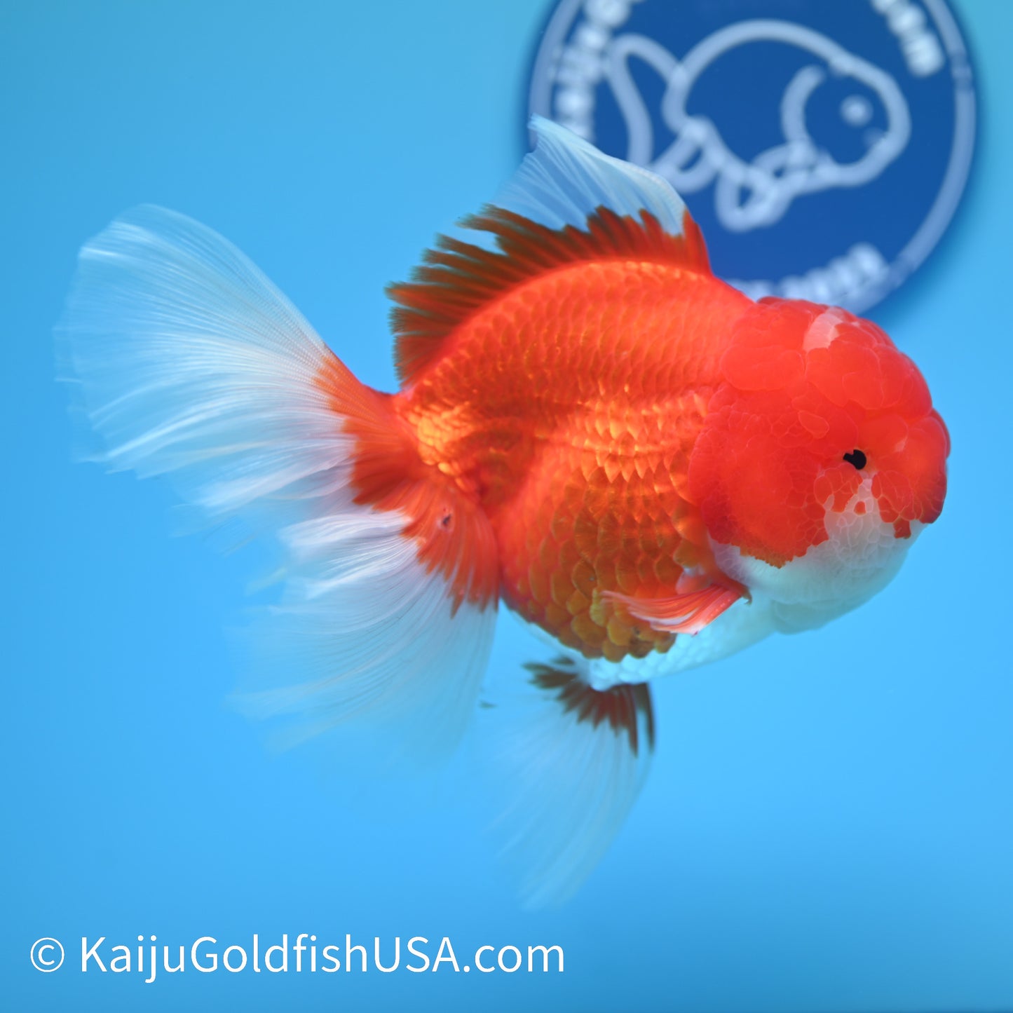 Jumbo Red White Rose Tail Oranda 6 inches (240405_OR5) - Kaiju Goldfish USA