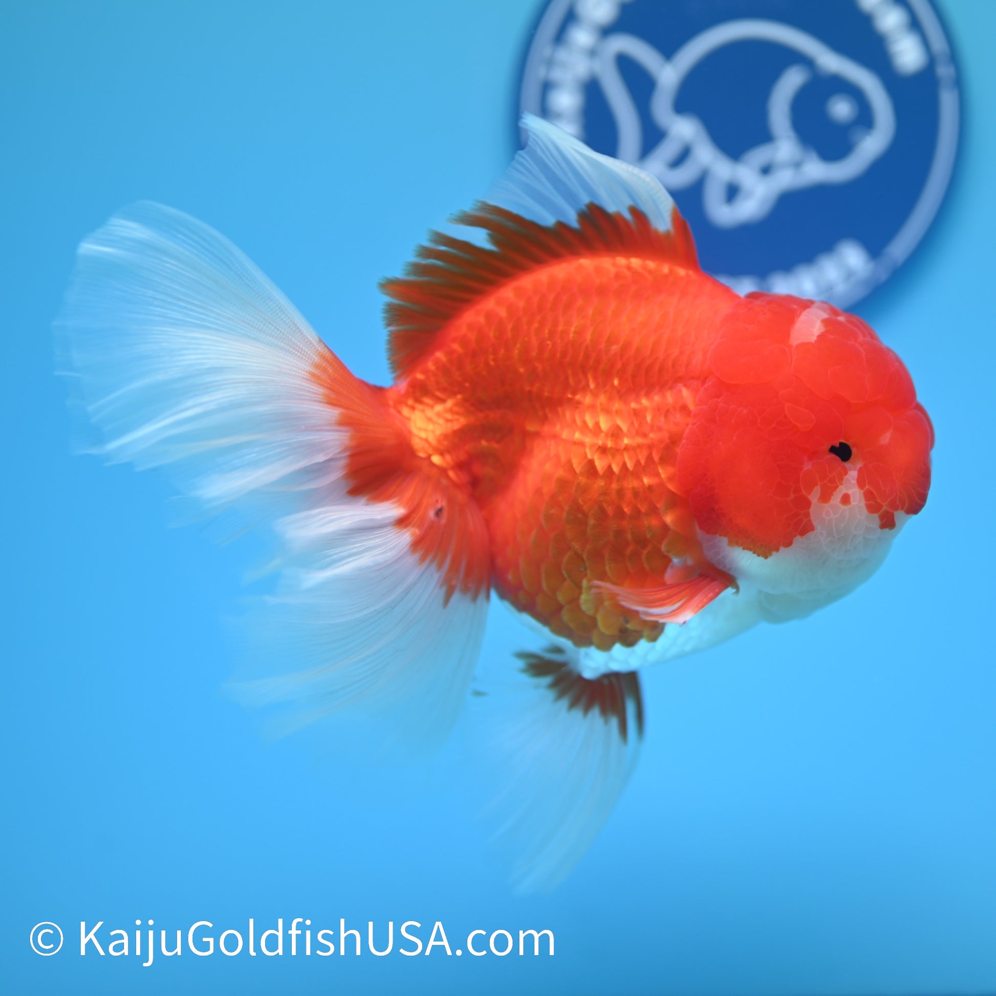 Jumbo Red White Rose Tail Oranda 6 inches (240405_OR5) - Kaiju Goldfish USA