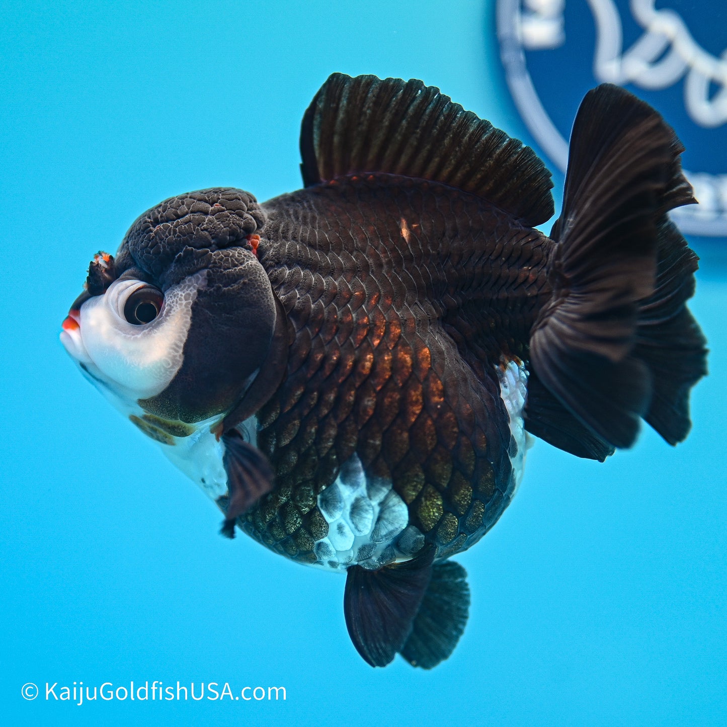 Panda YuanBao Oranda 4in body (240524_OR05) - Kaiju Goldfish USA