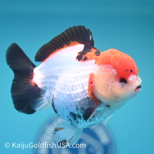 Red Cap Tricolor YuanBao Oranda 5 inches (240510_OR05) - Kaiju Goldfish USA