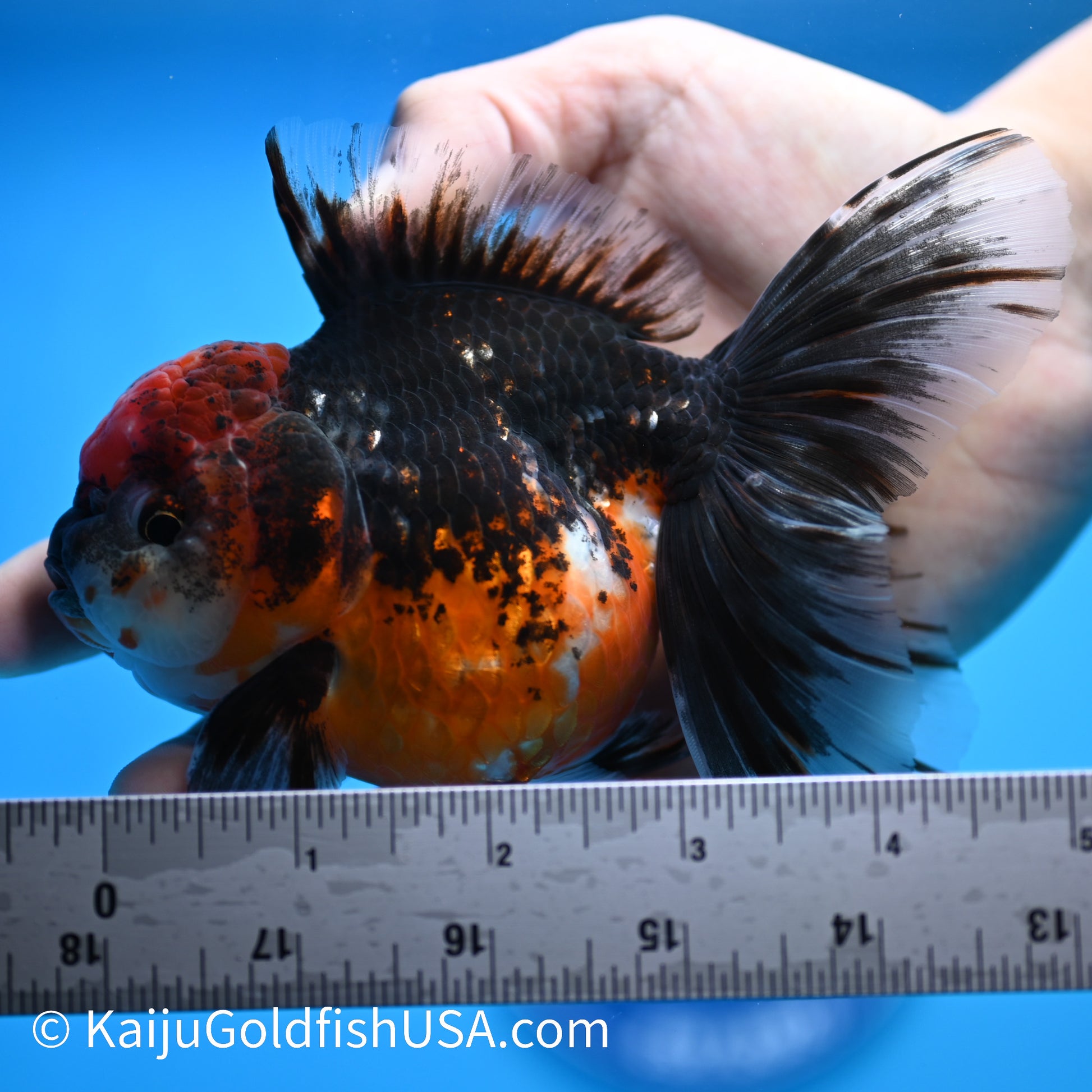 Red Head Kirin Rose Tail Oranda 4.5-5 inches (240308_OR05) - Kaiju Goldfish USA