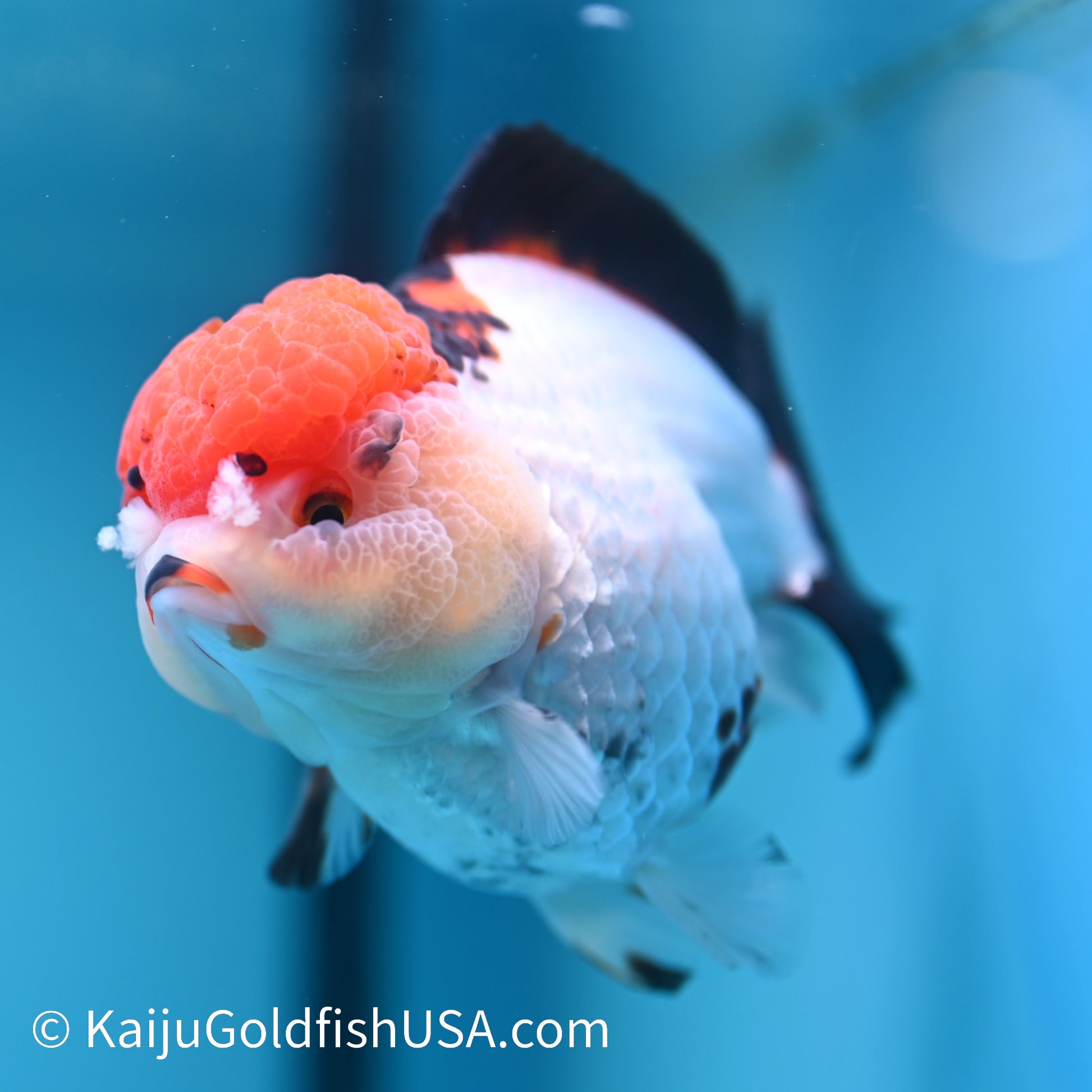 Red Cap Tricolor YuanBao Oranda 5 inches (240510_OR05) - Kaiju Goldfish USA