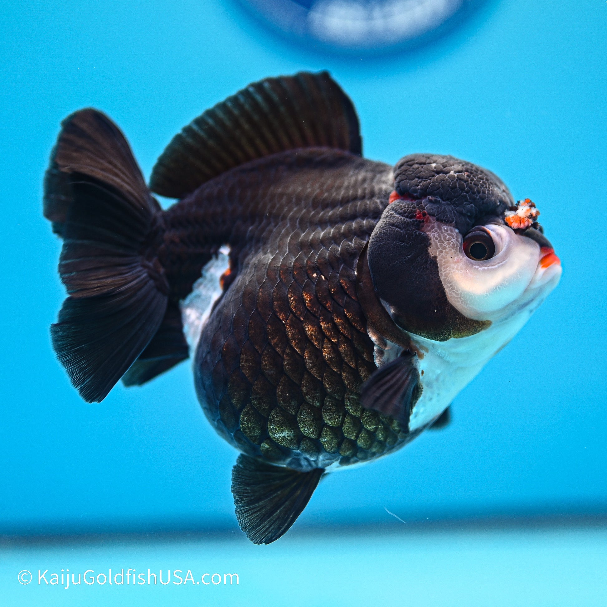 Panda YuanBao Oranda 4in body (240524_OR05) - Kaiju Goldfish USA