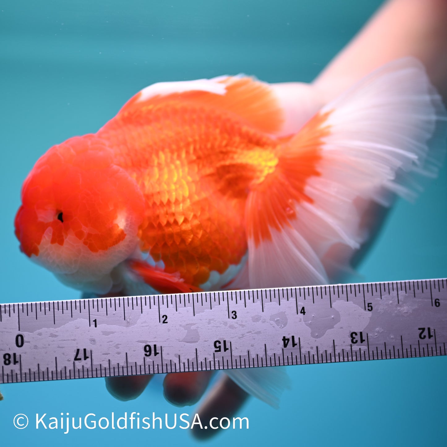 Jumbo Red White Rose Tail Oranda 6 inches (240405_OR5) - Kaiju Goldfish USA