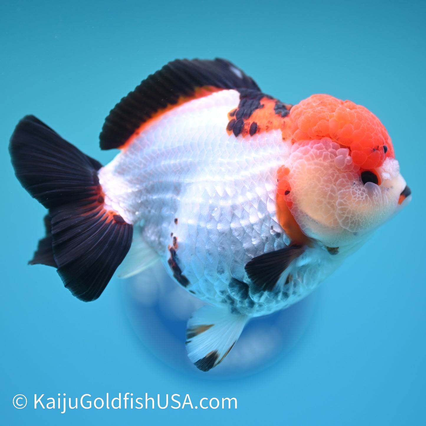 Red Cap Tricolor YuanBao Oranda 5 inches (240510_OR05) - Kaiju Goldfish USA